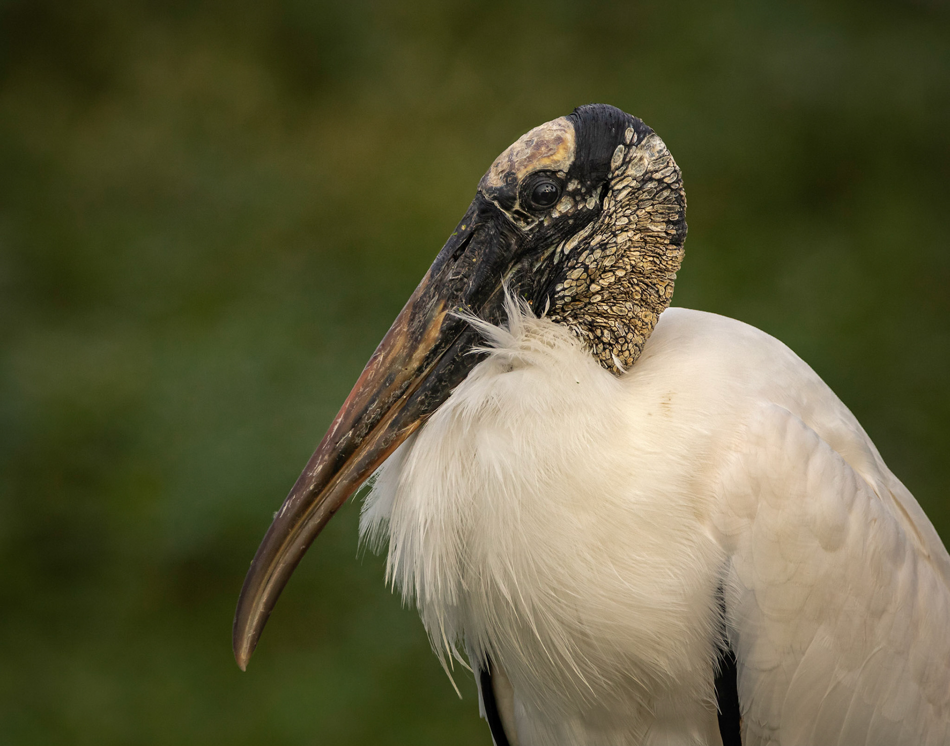 Woodstork Portrait
