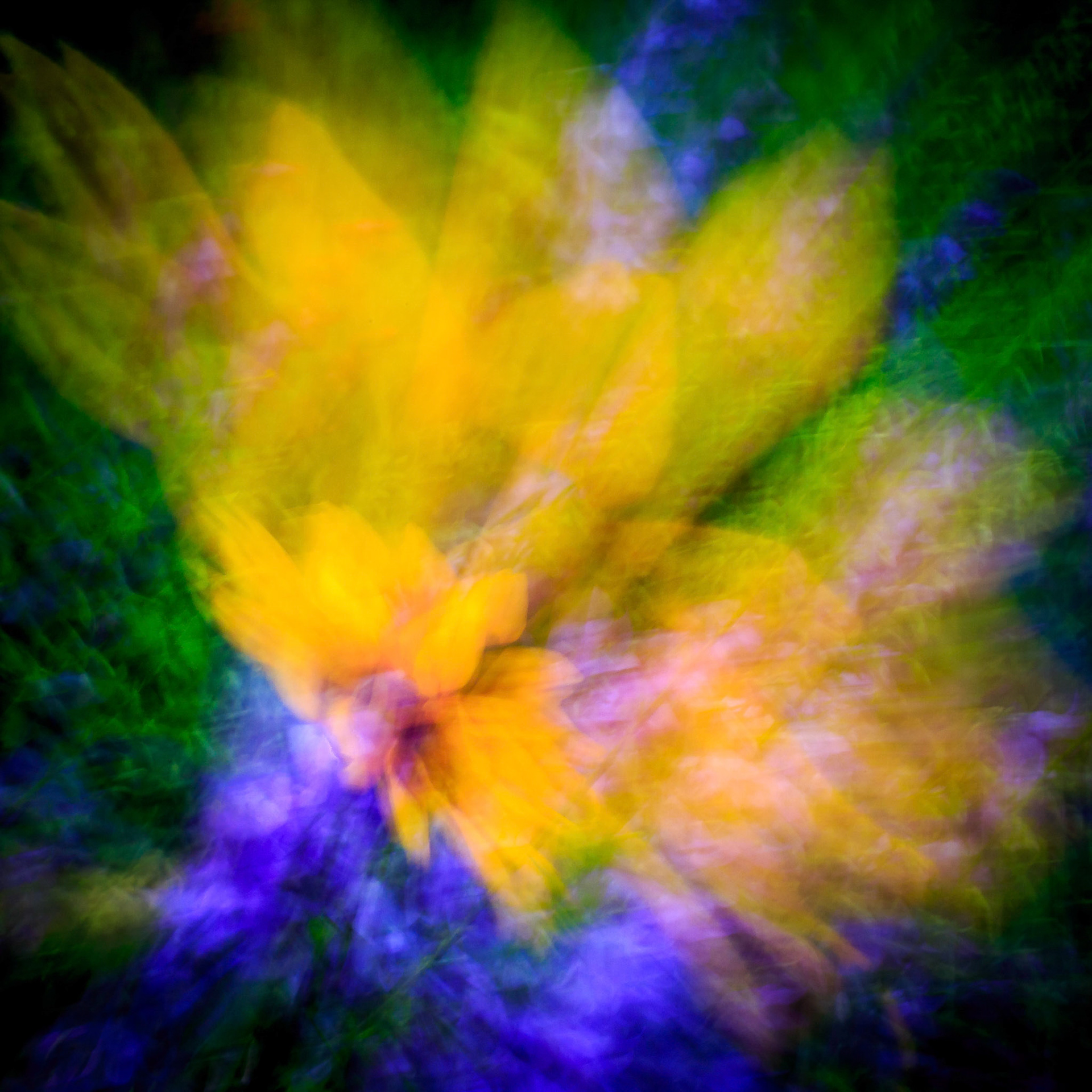 Sunburst in the Garden - Abstract Flower