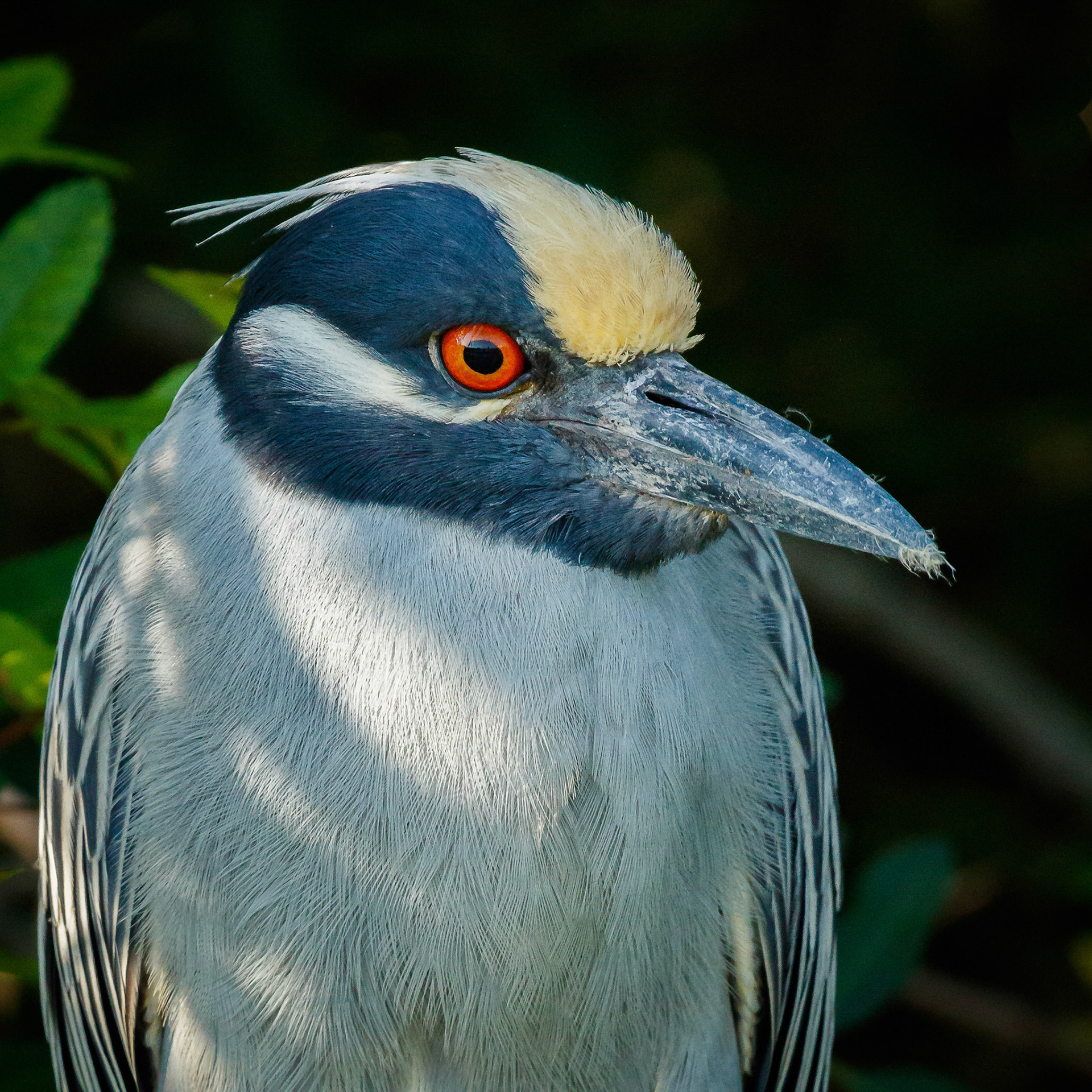 Yellow-Crowned Night Heron Up Close