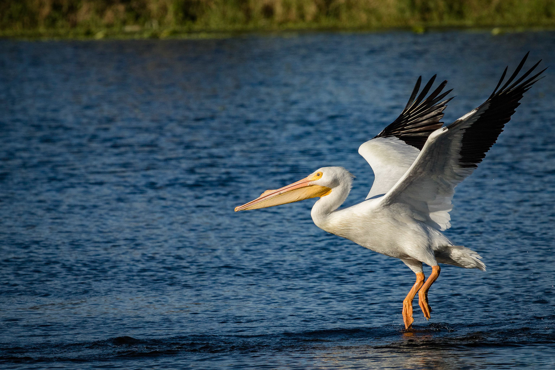 Liftoff - American White Pelican