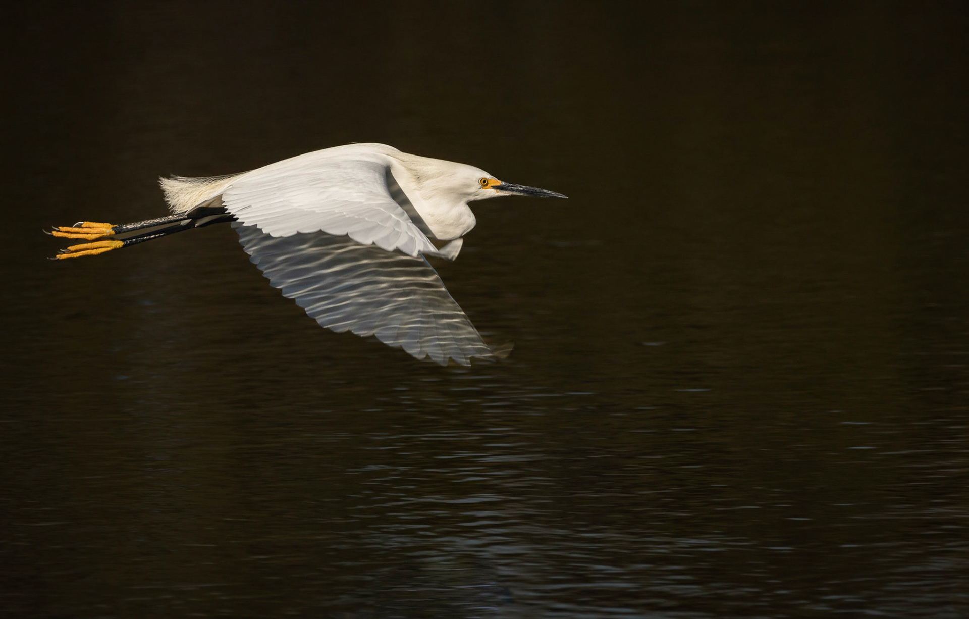 Snowy Egret Flyin' Low