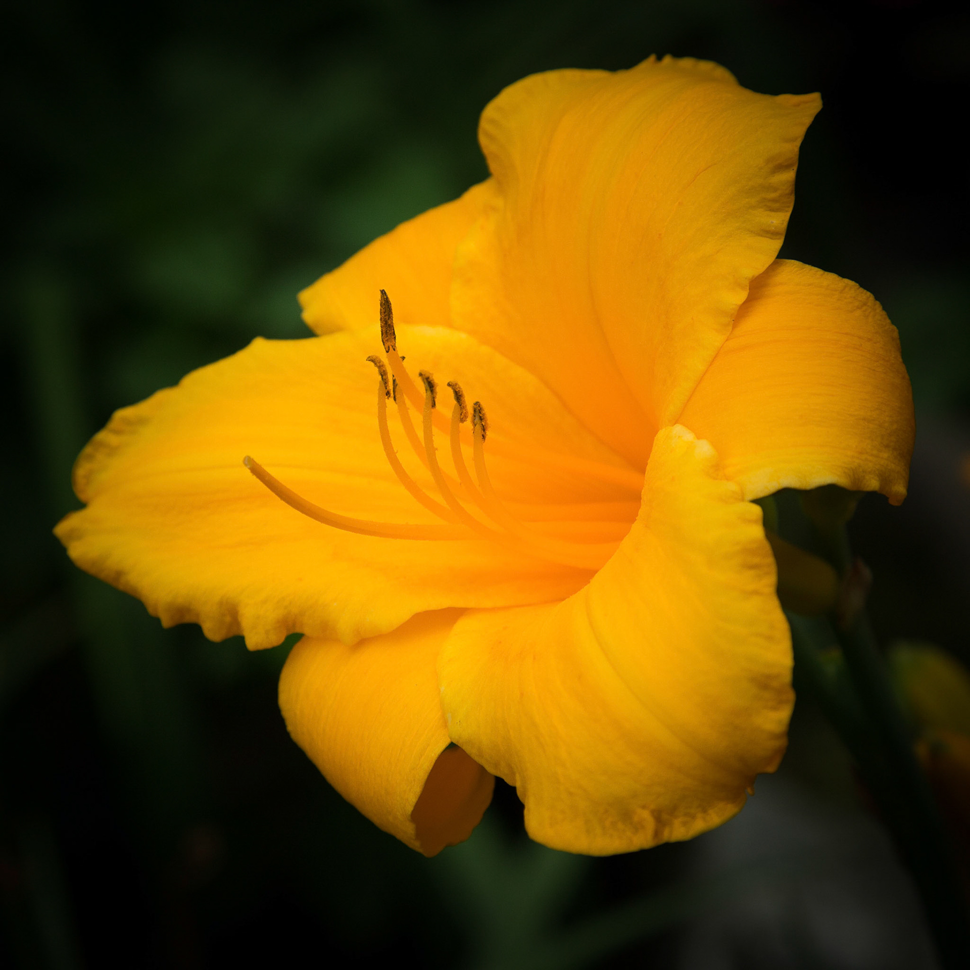 Yellow Daylily