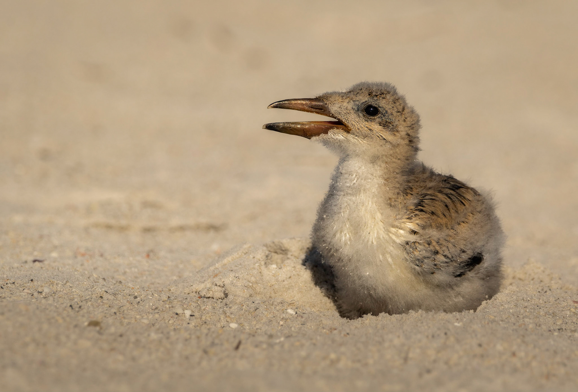Black Skimmer Chick