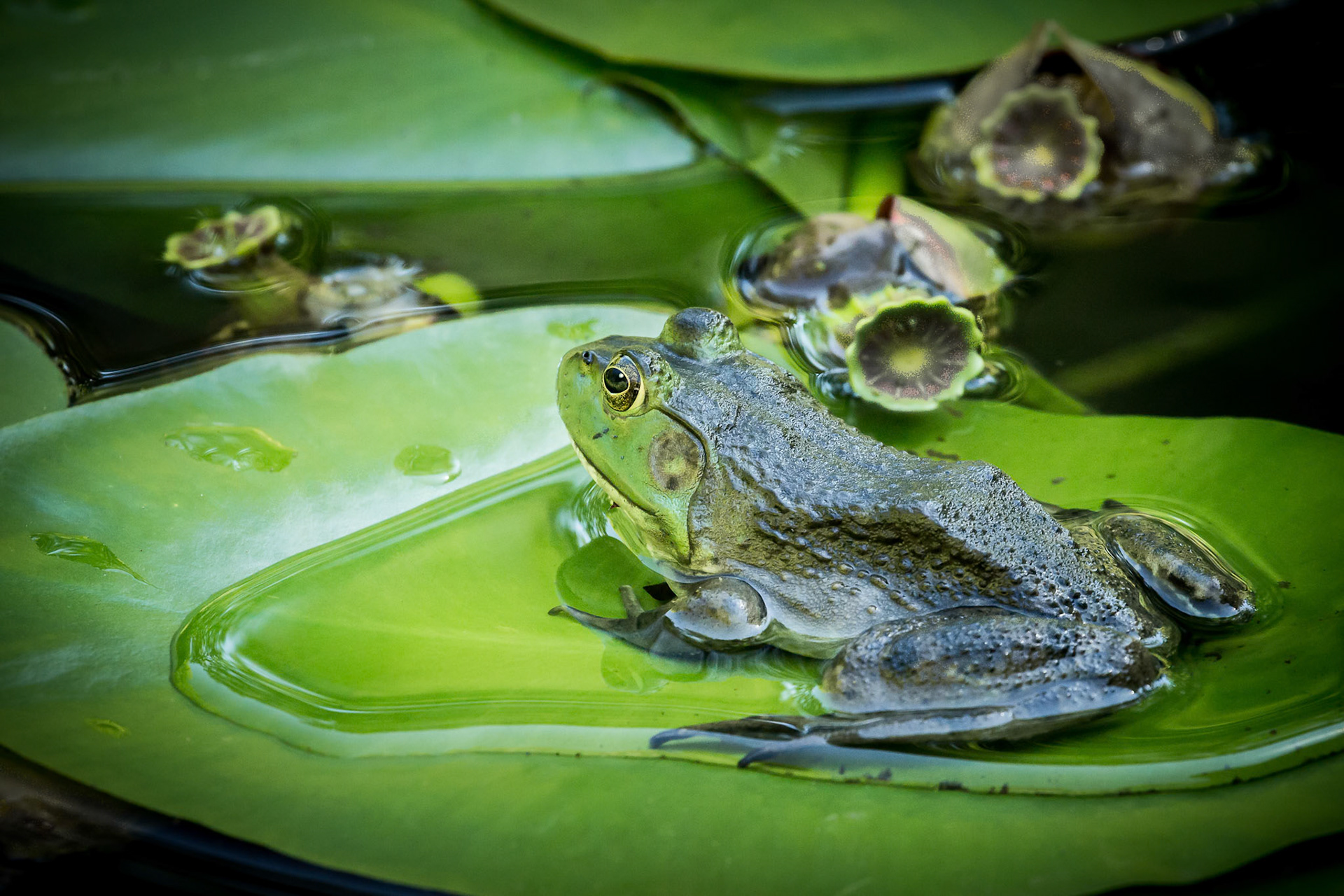 Frog on a Lily Pad