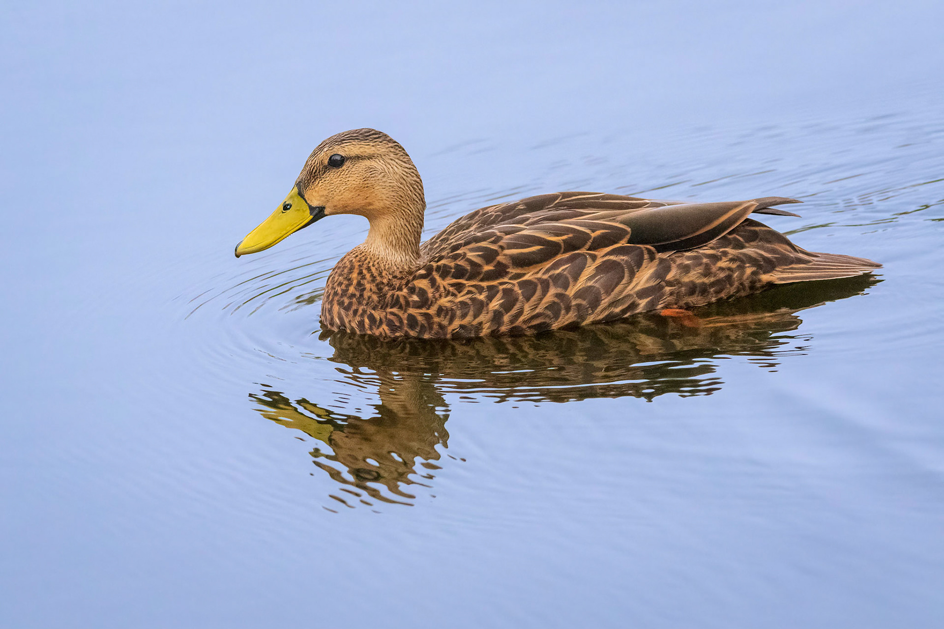Mottled Duck