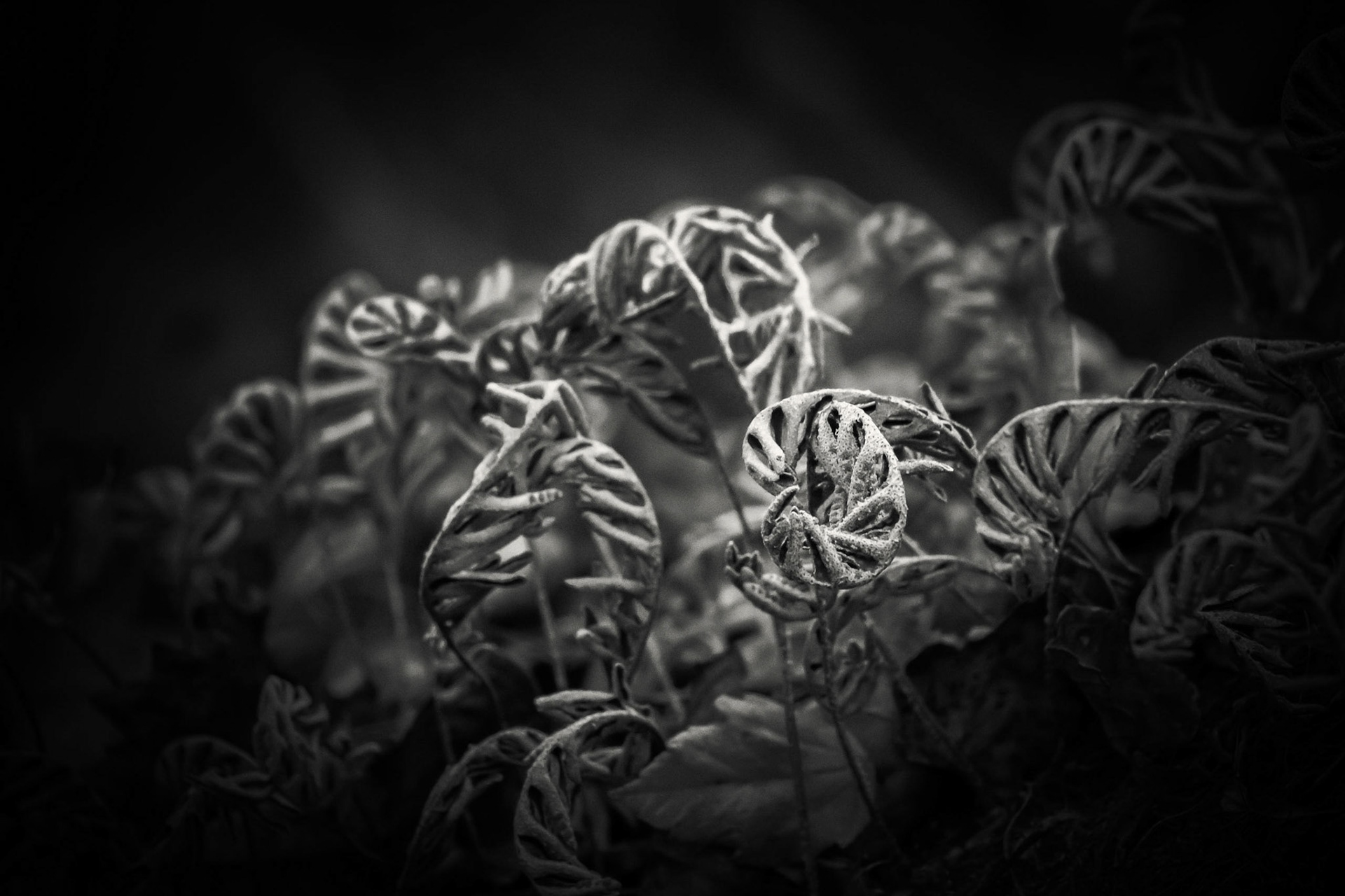 Resurection Ferns in Black and White