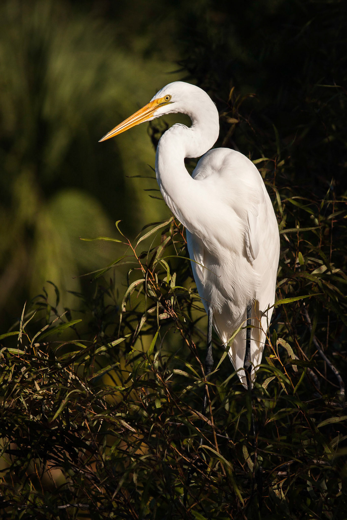 Great Egret Portrait