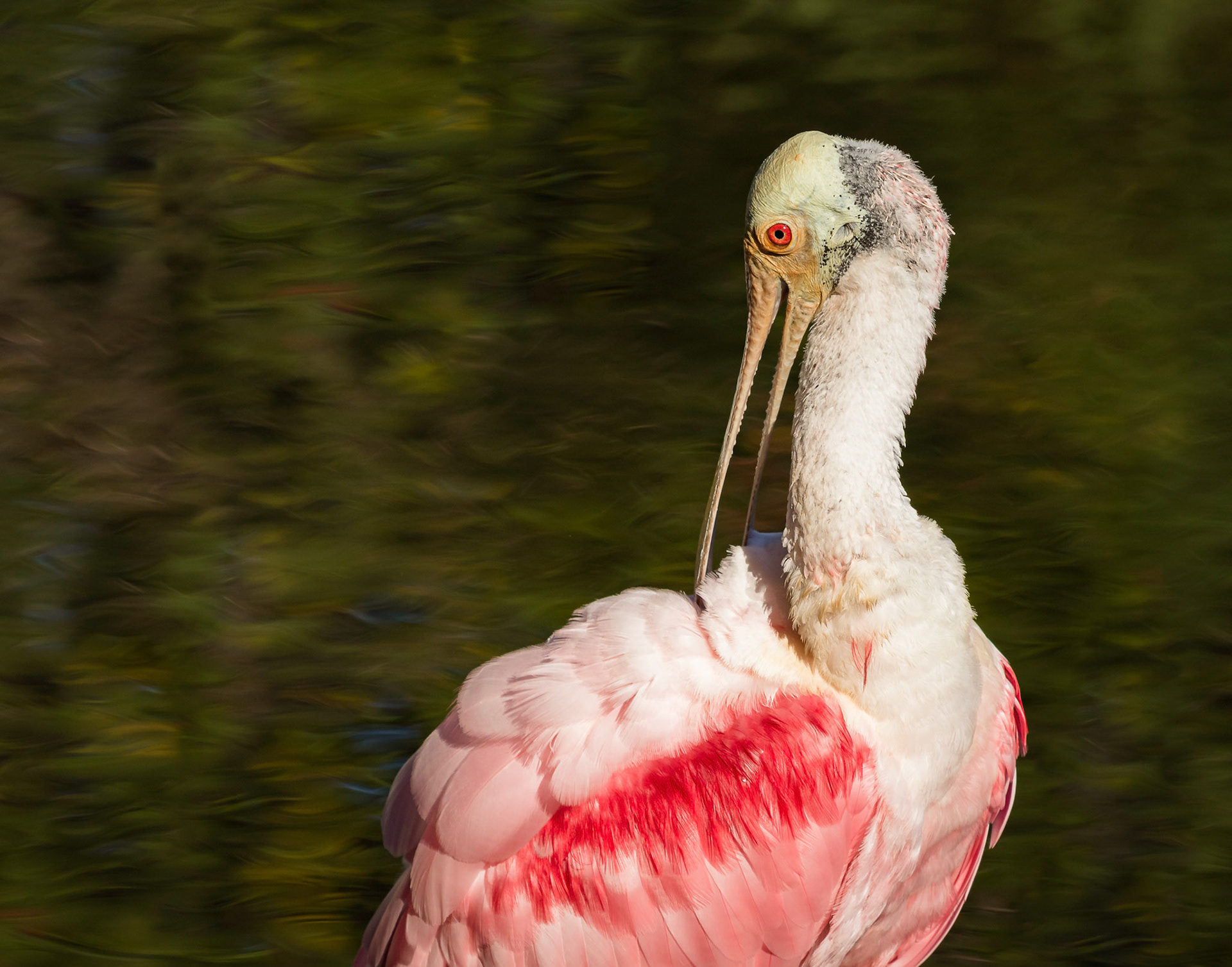 Roseate Spoonbill Preening