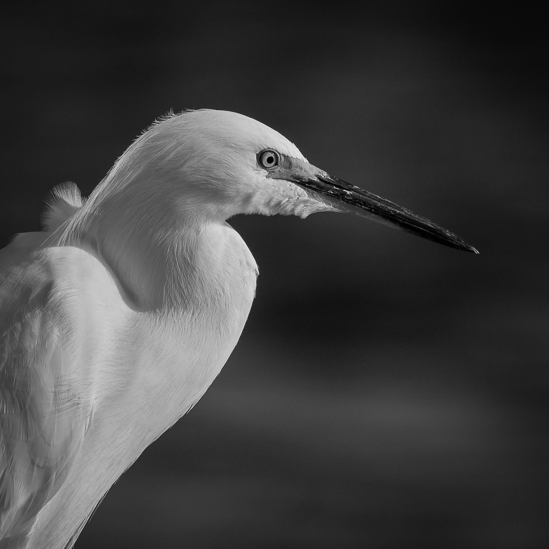 Snowy Egret #8