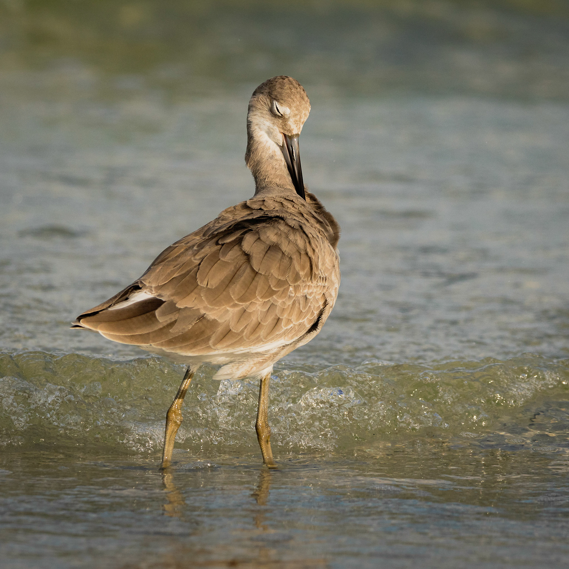 Willet Preening