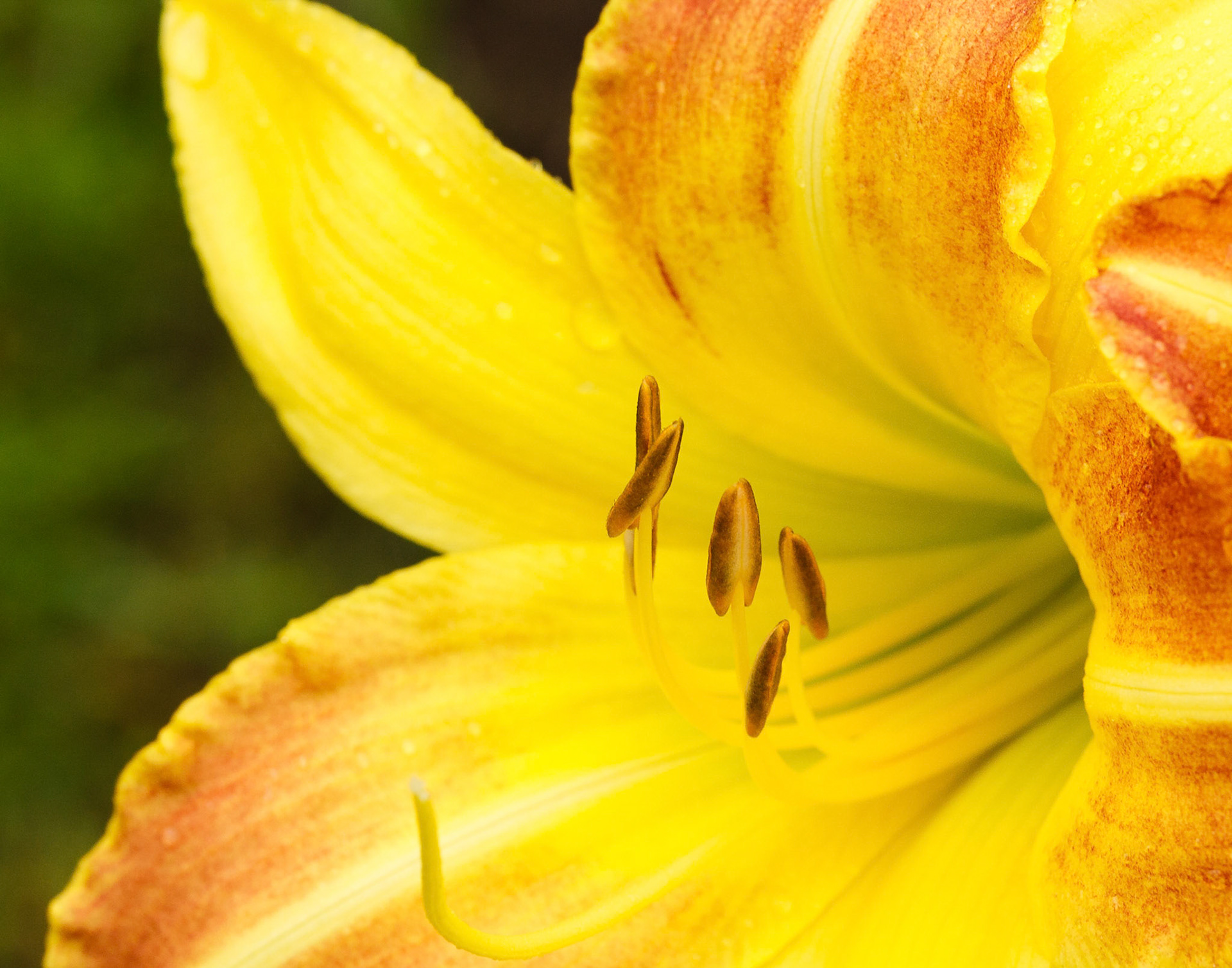 Lily #2