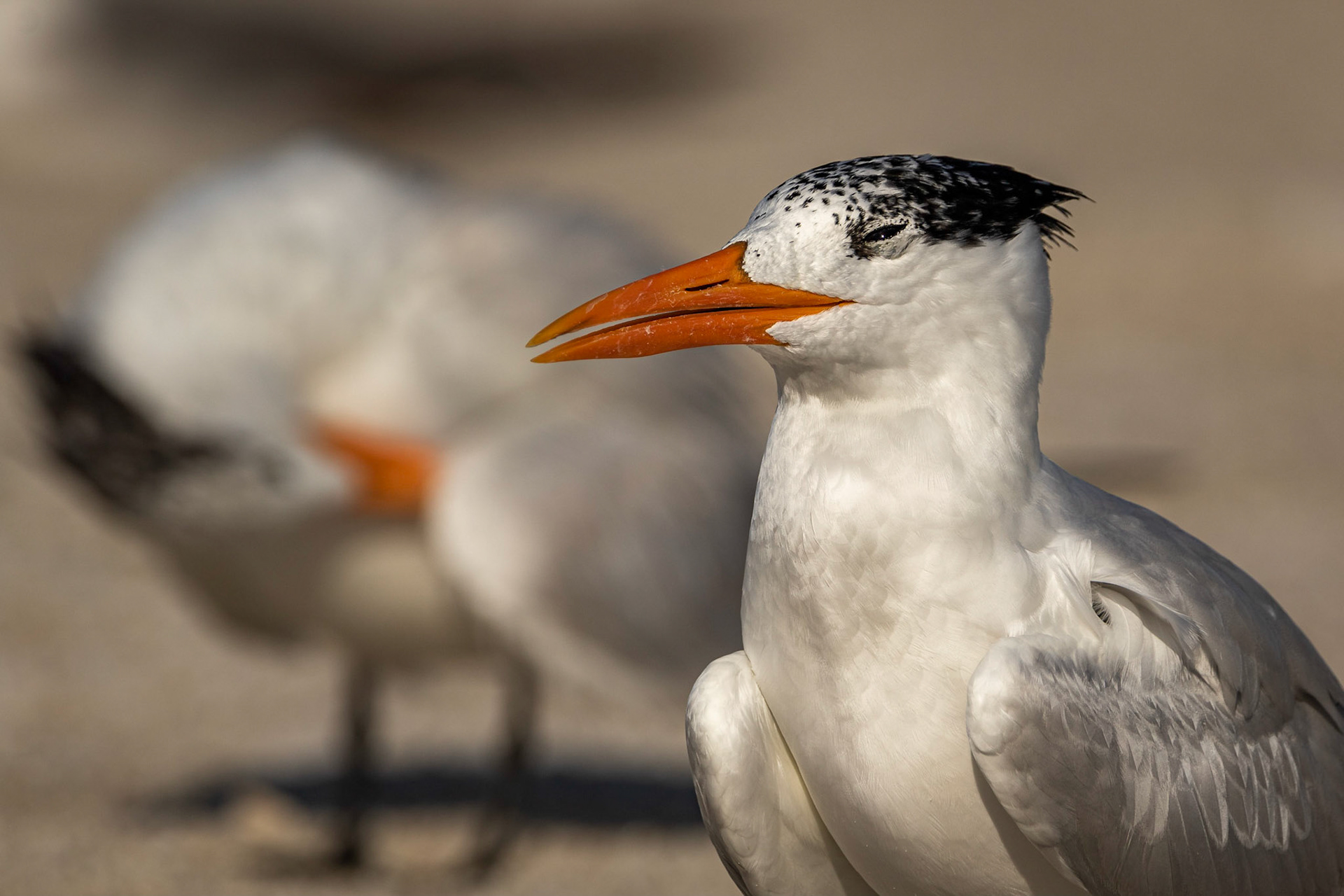 Royal Tern