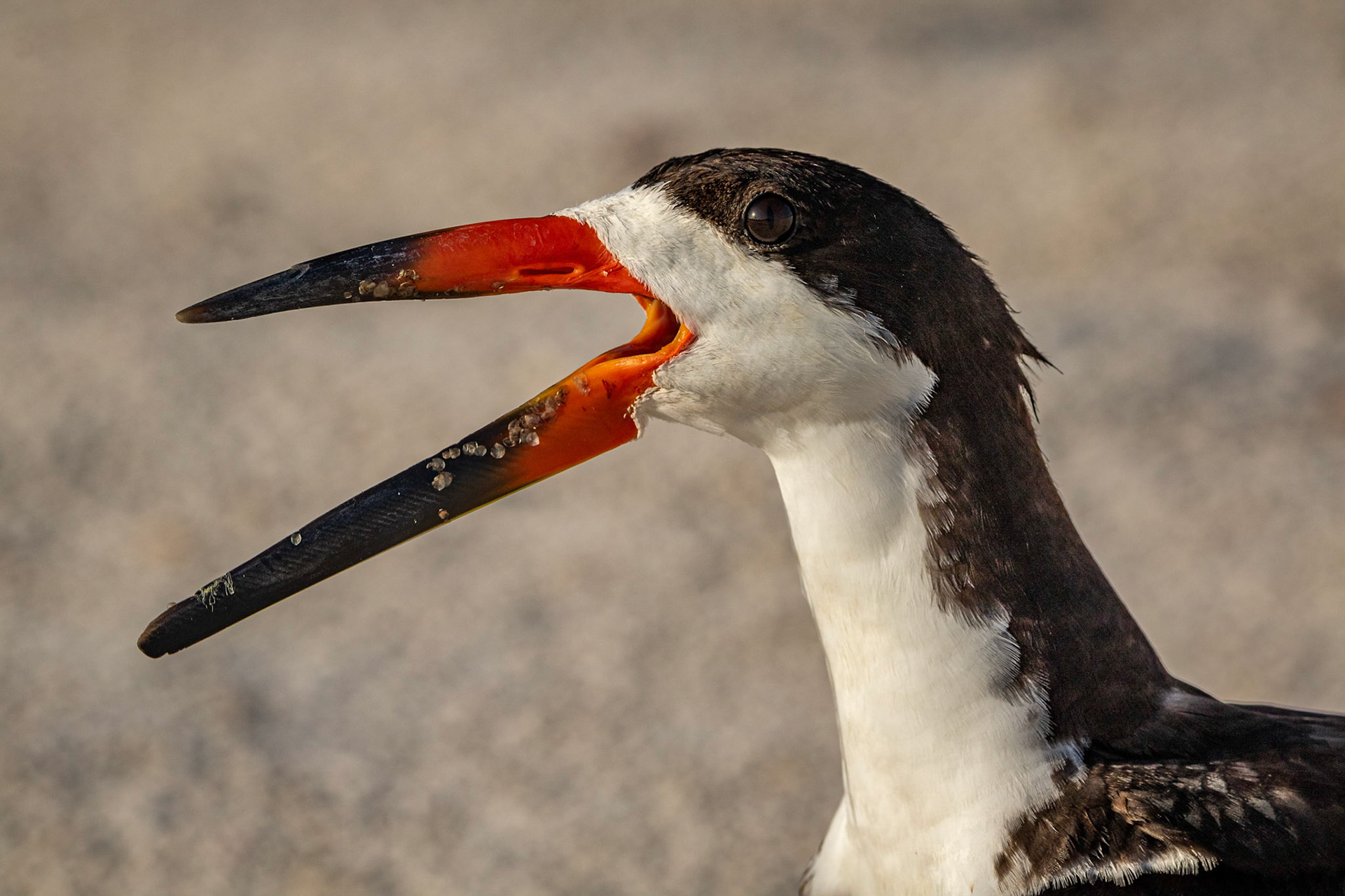 Black Skimmer
