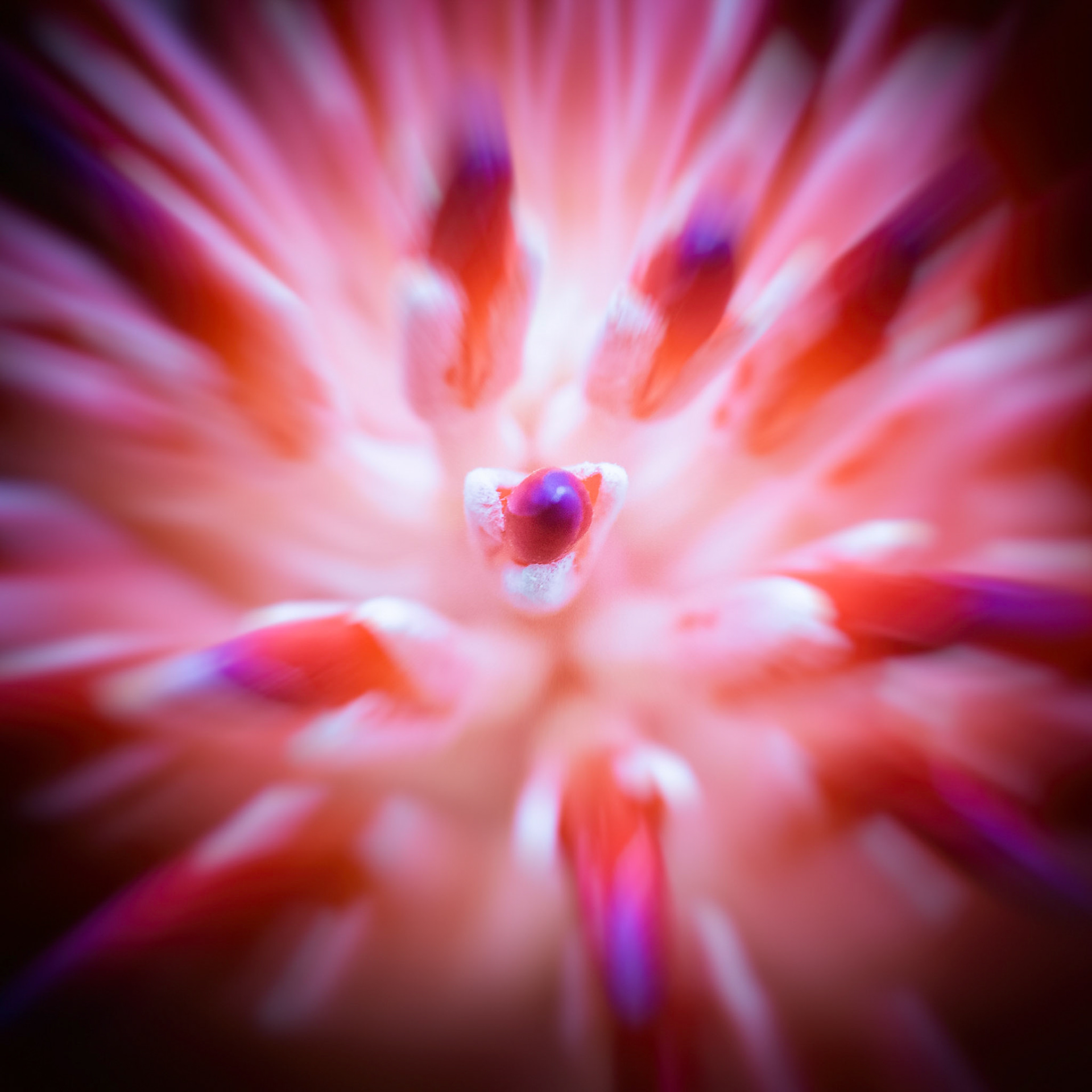 Bromeliad Burst