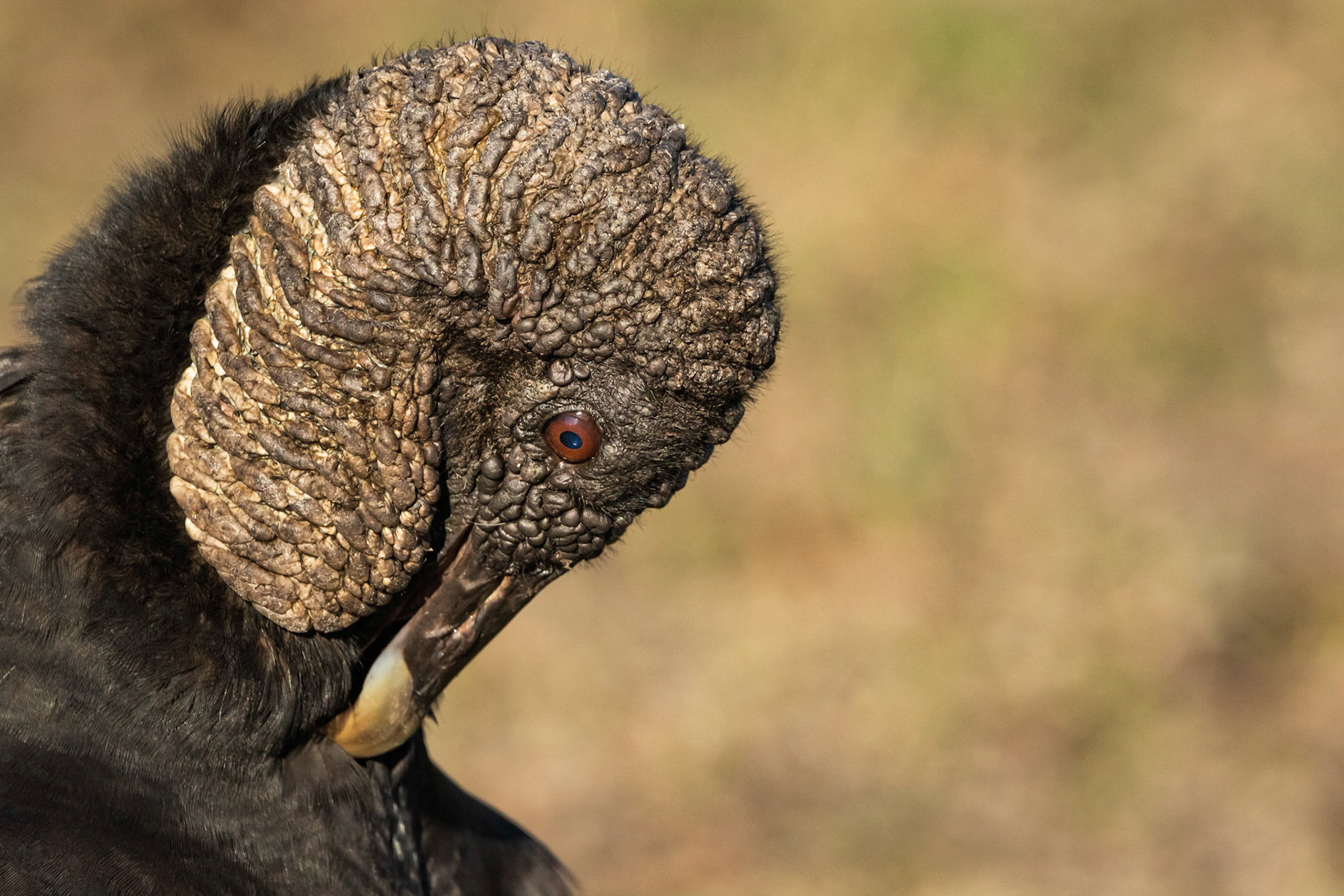Black Vulture