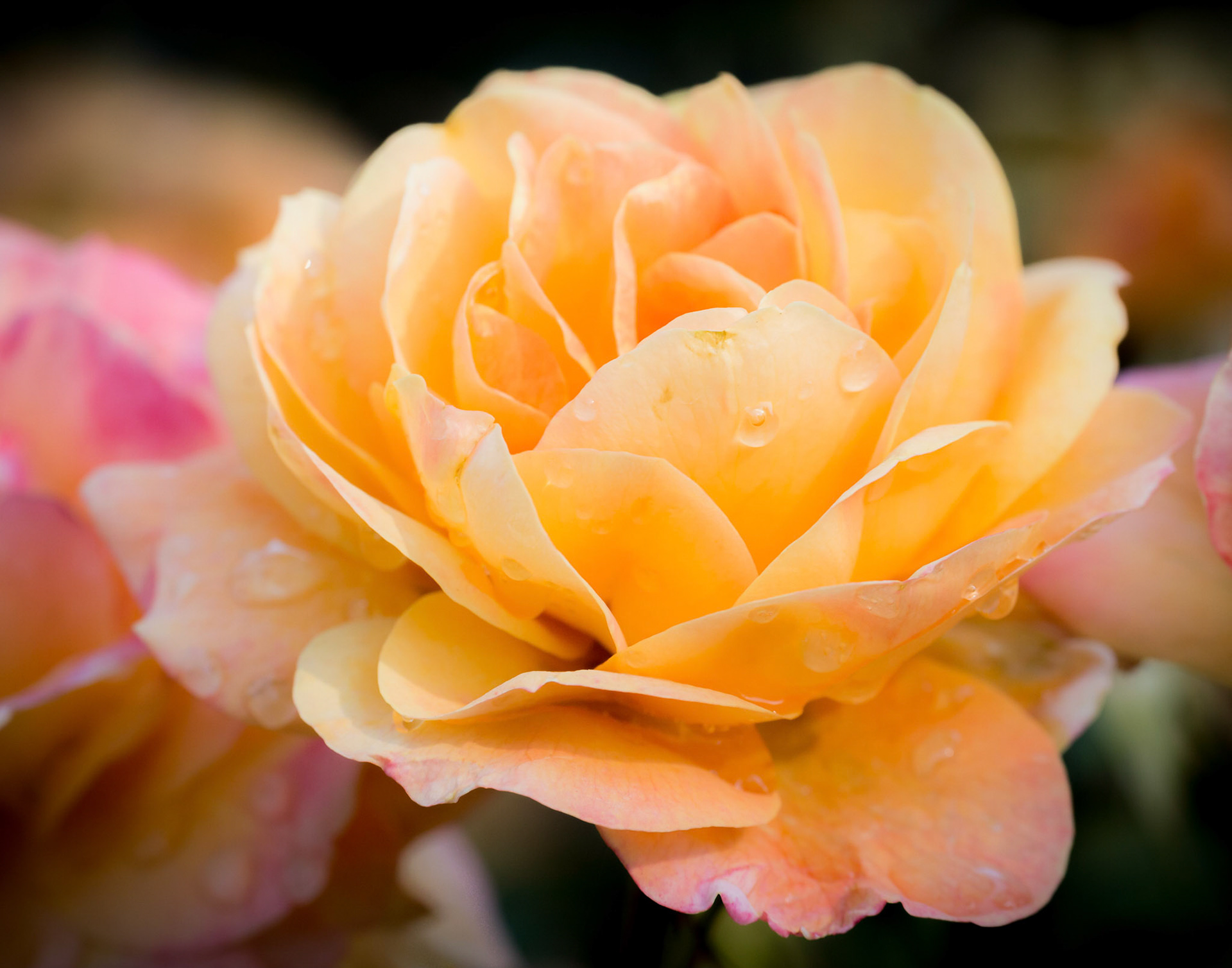 Orange Rose