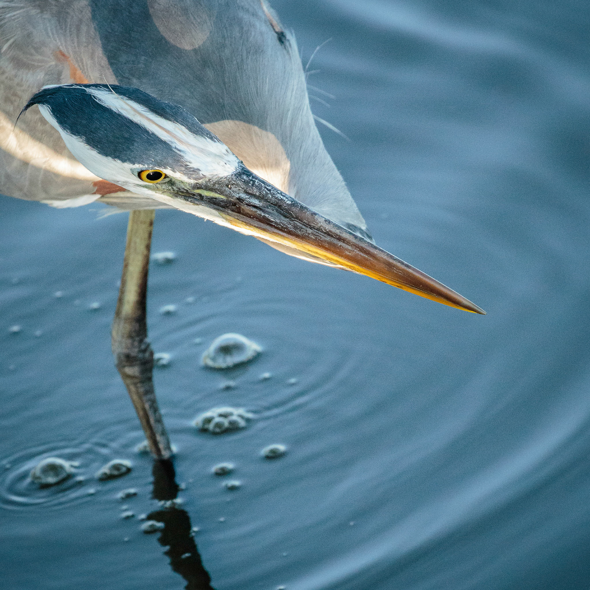 From Above - Great Blue Heron