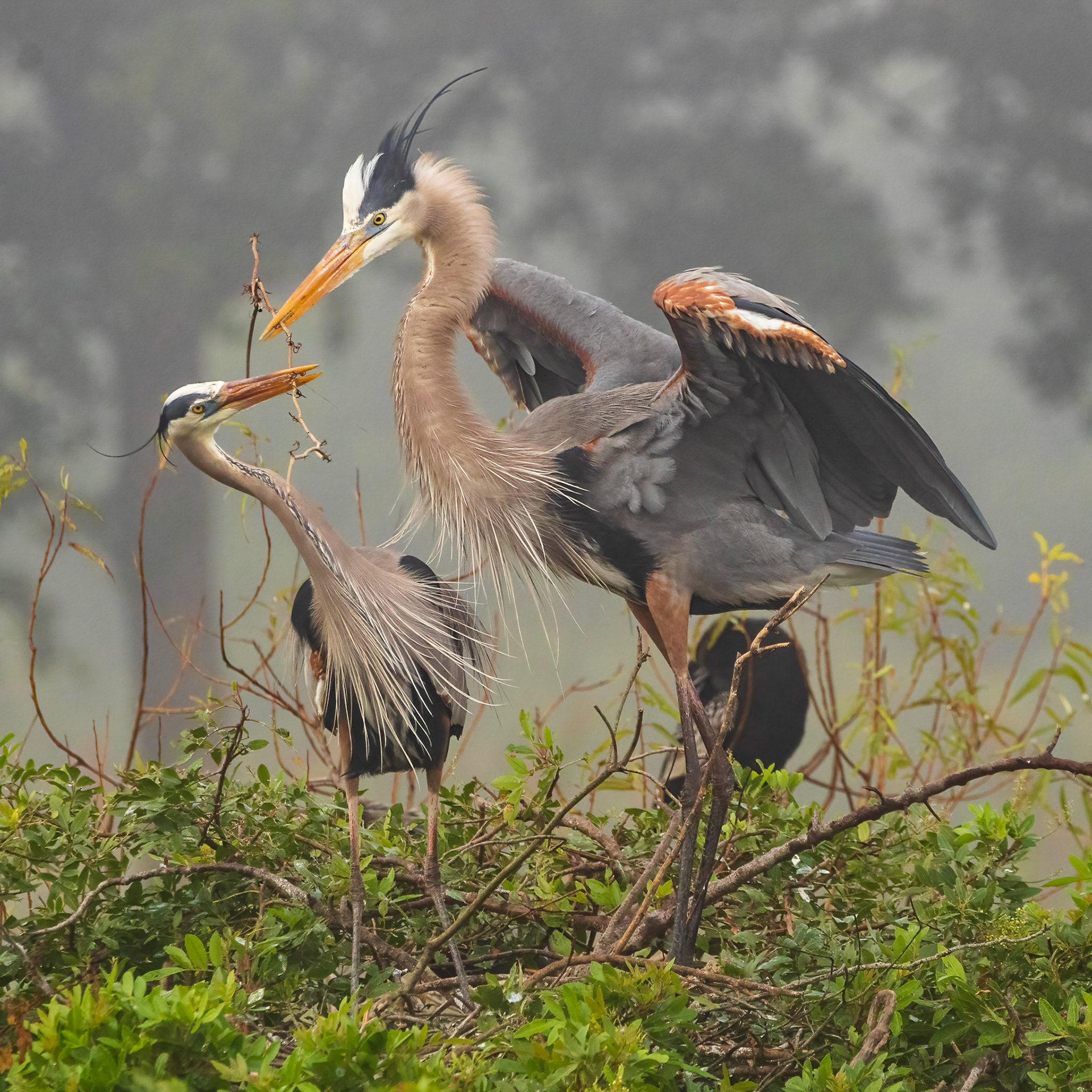 Great Blue Herons Building a Nest