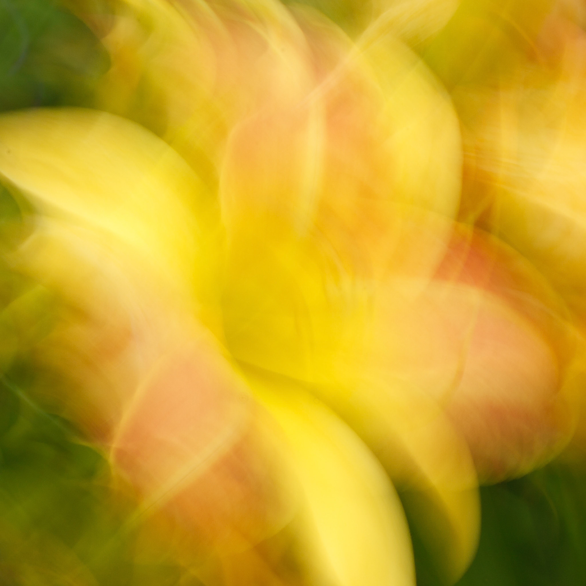 Lily Abstract #3