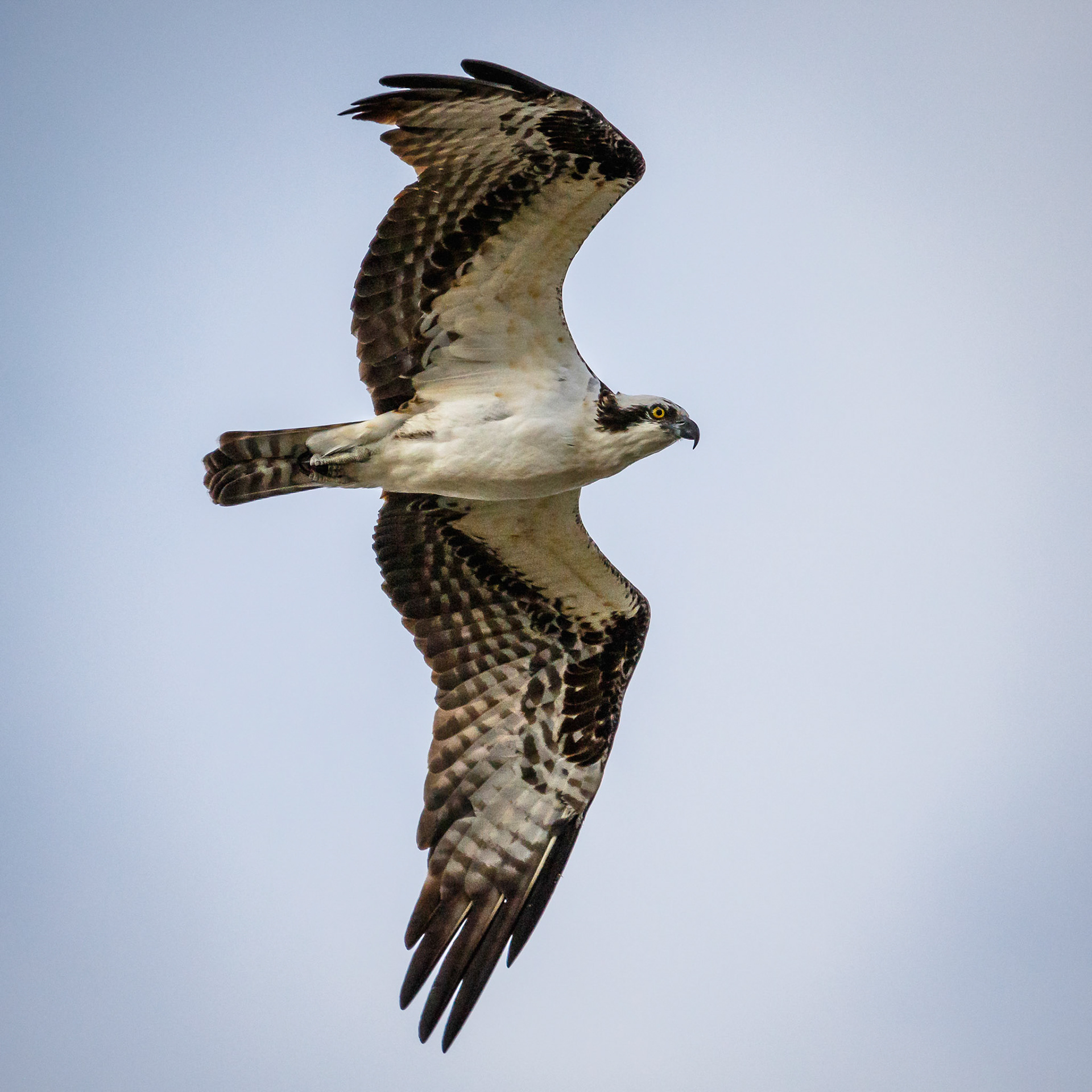 Osprey in Flight