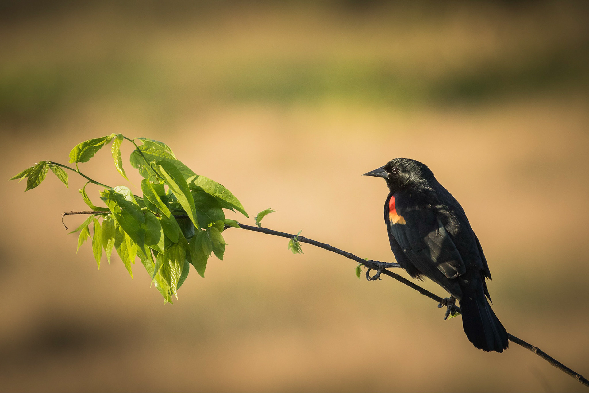 Red Winged Black Bird