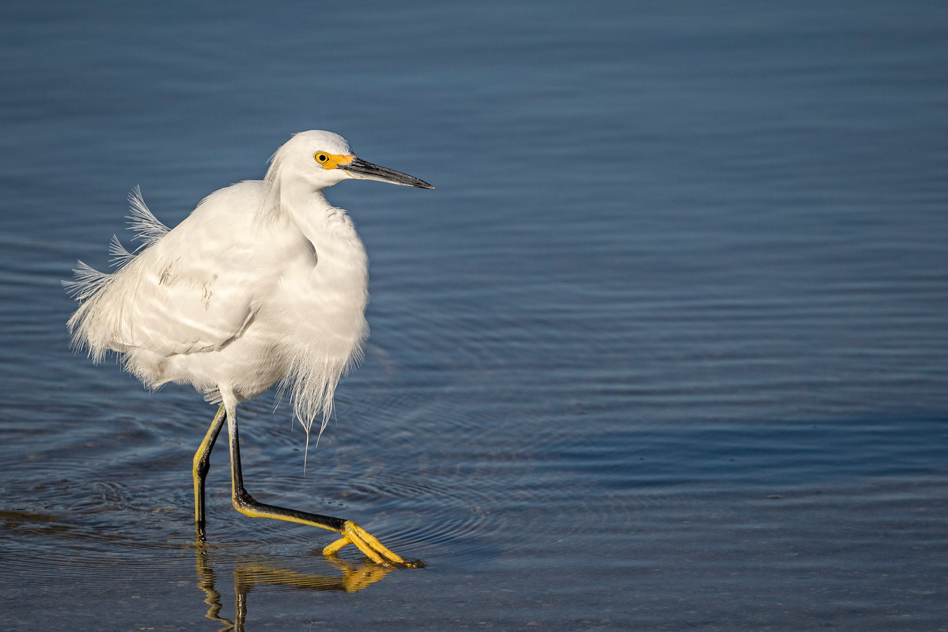 Snowy Egret Wading
