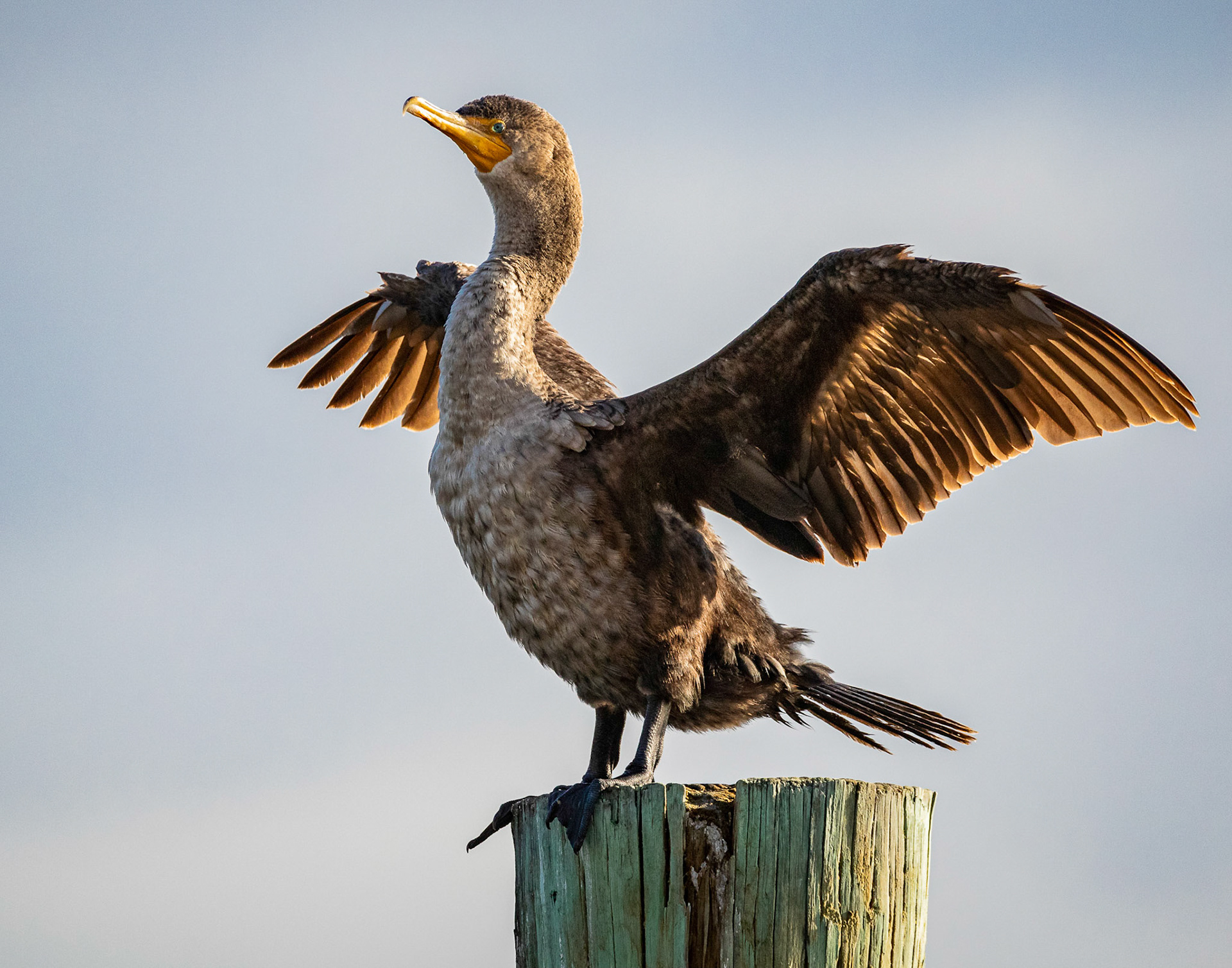 Double-crested Cormorant