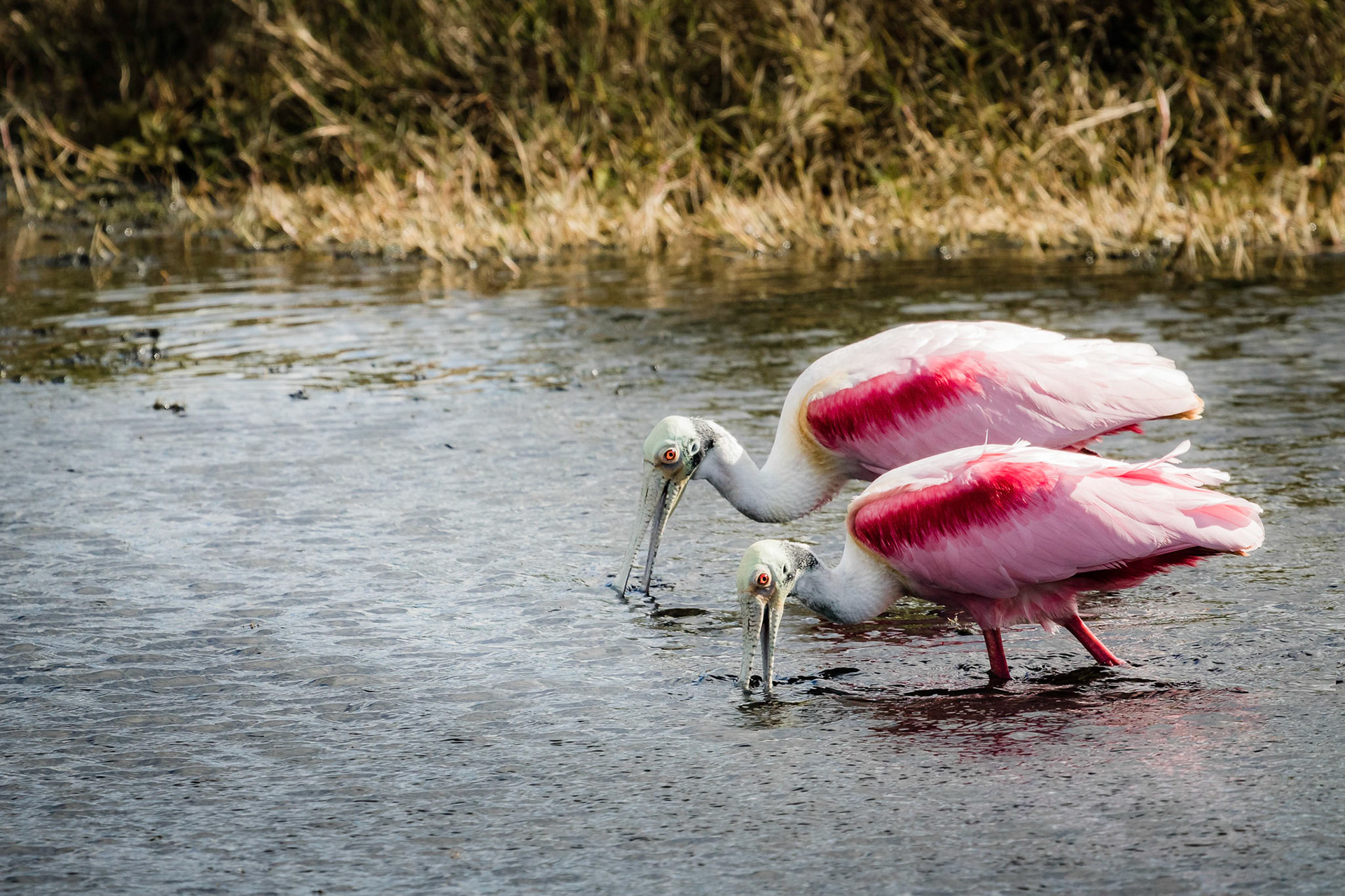 A Pair of Roseate Spoonbills