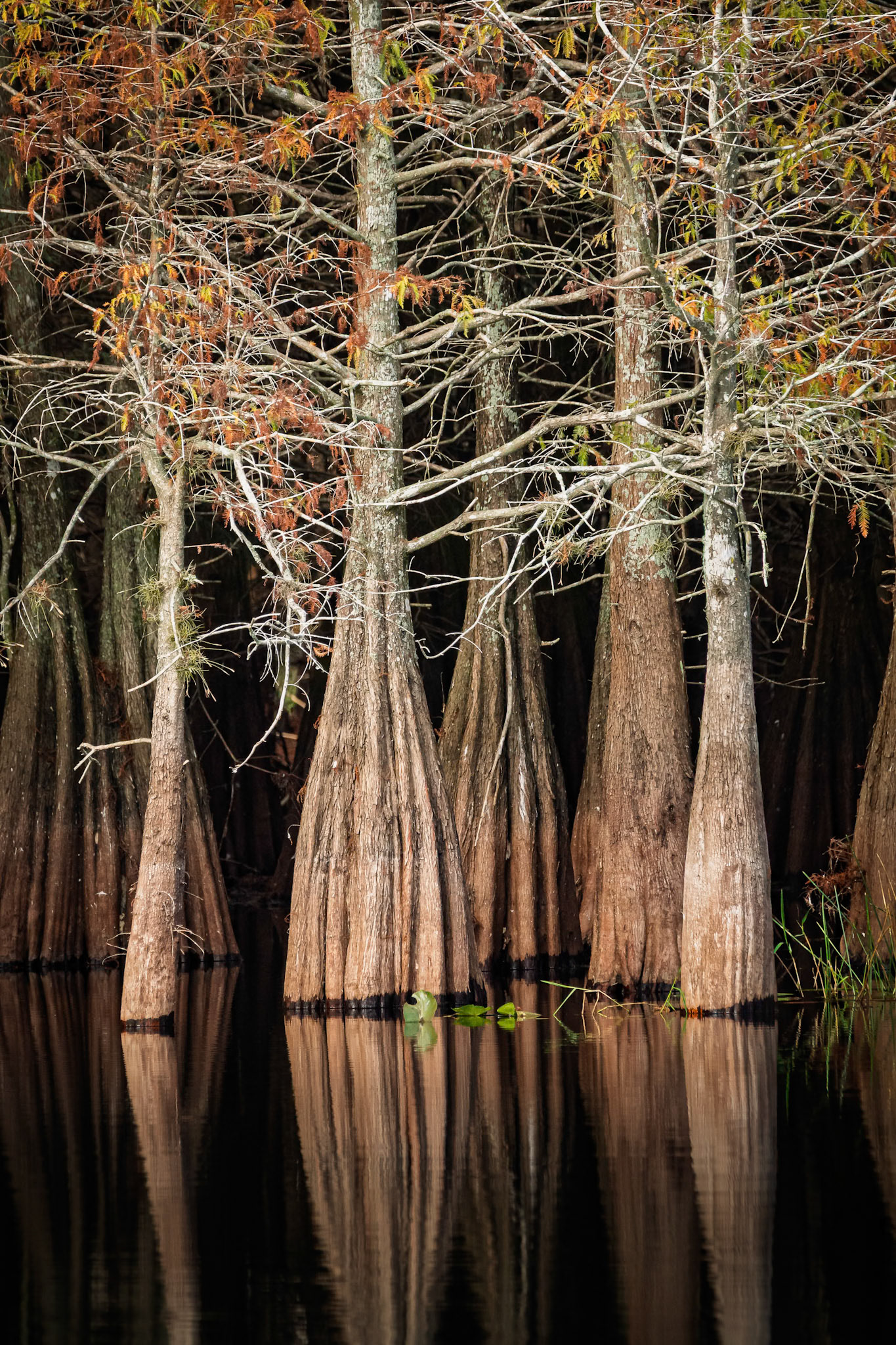 Cypress Trees