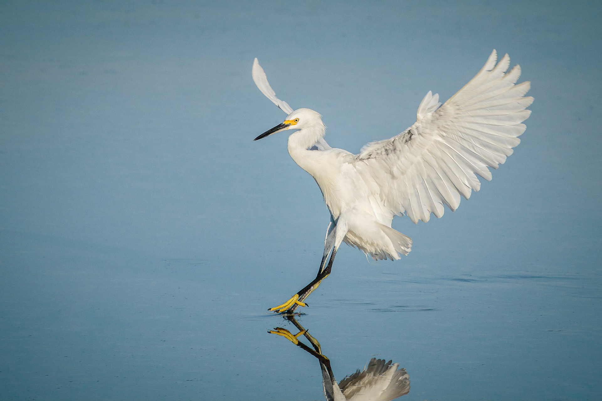 Touching Down - Snowy Egret