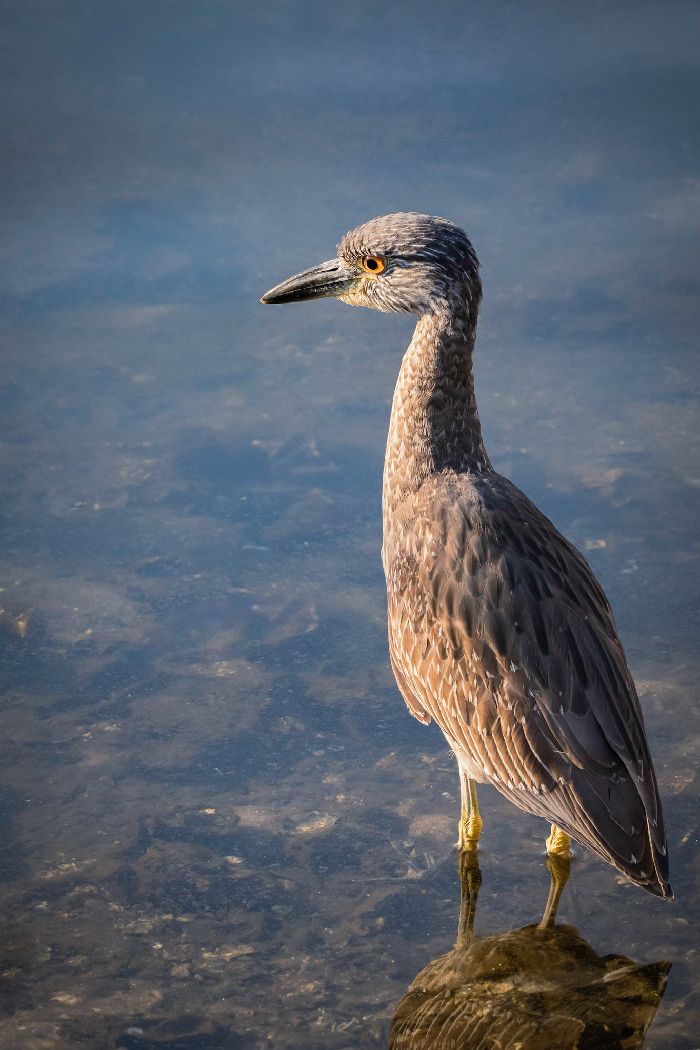 Juvenile Yellow-crowned Night Heron Portrait