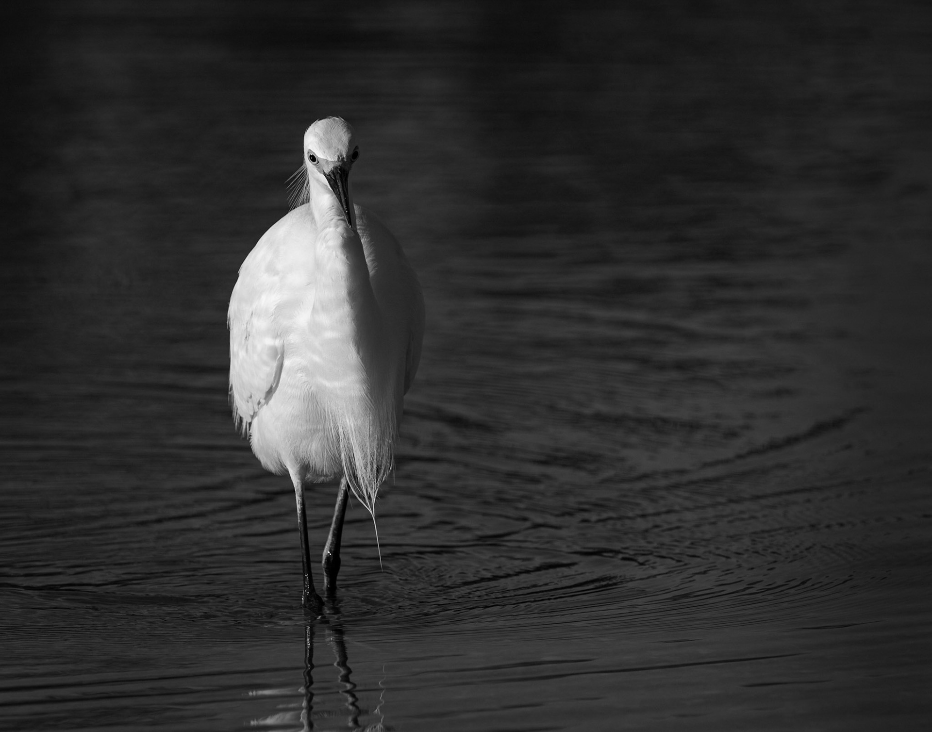 Snowy Egret in Black and White