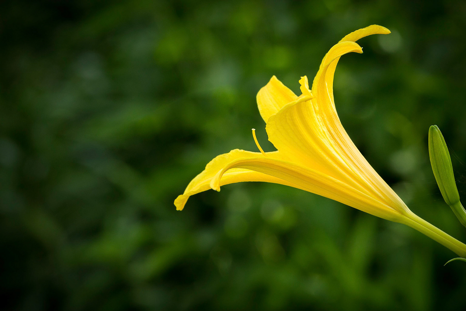 Yellow Daylily