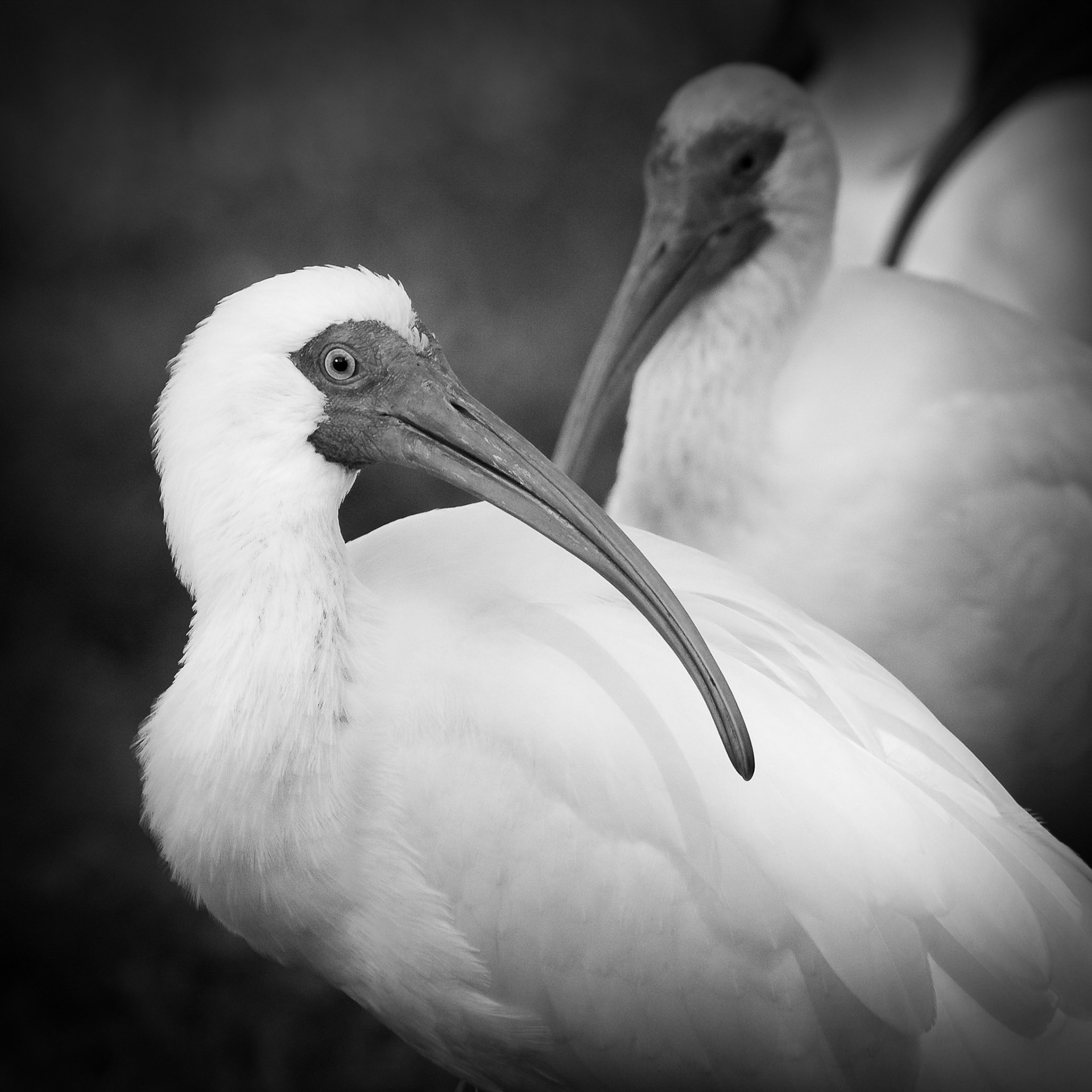 White Ibis in Black and White