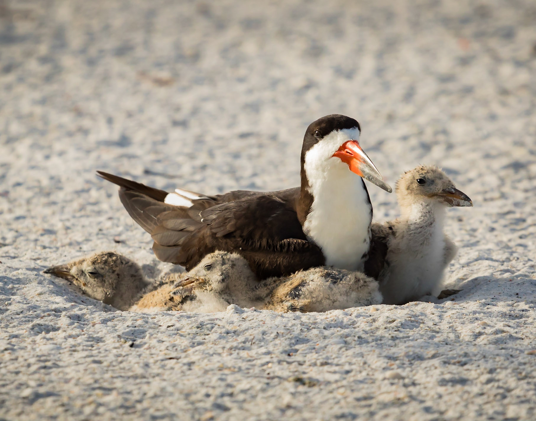 Black Skimmers Nesting