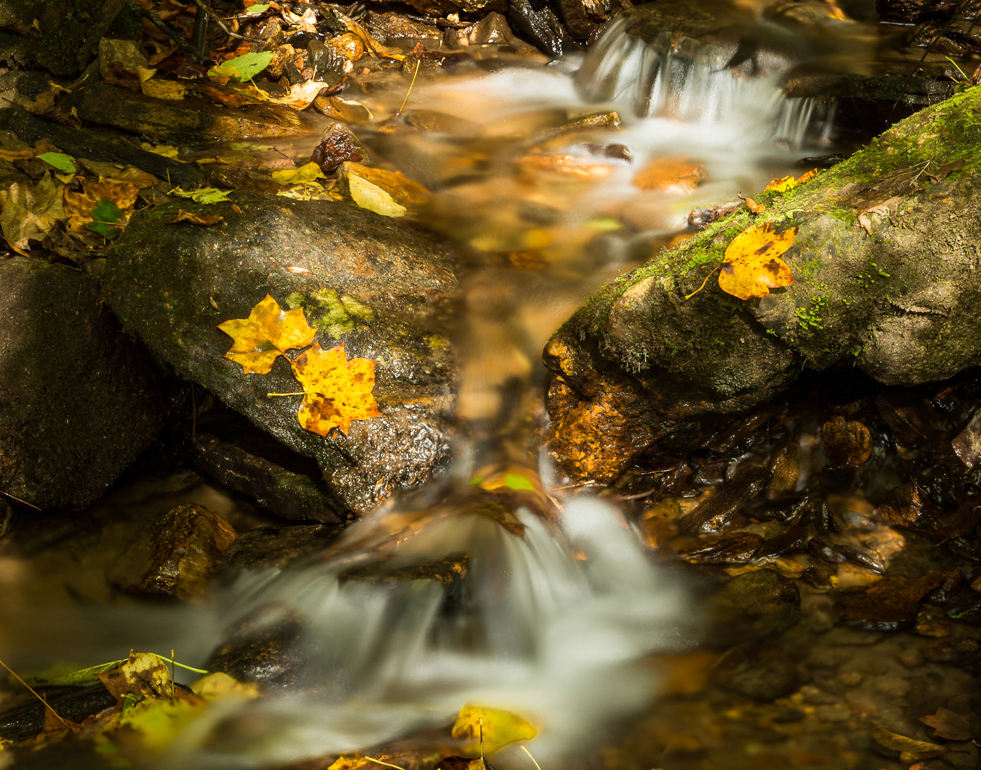 Stream in the Forest - Pisgah National Forest, Brevard, NC