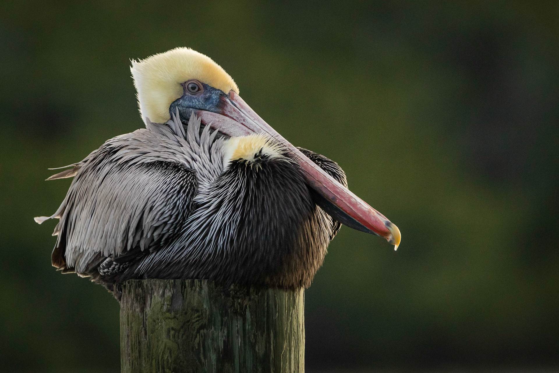 Brown Pelican Portrait