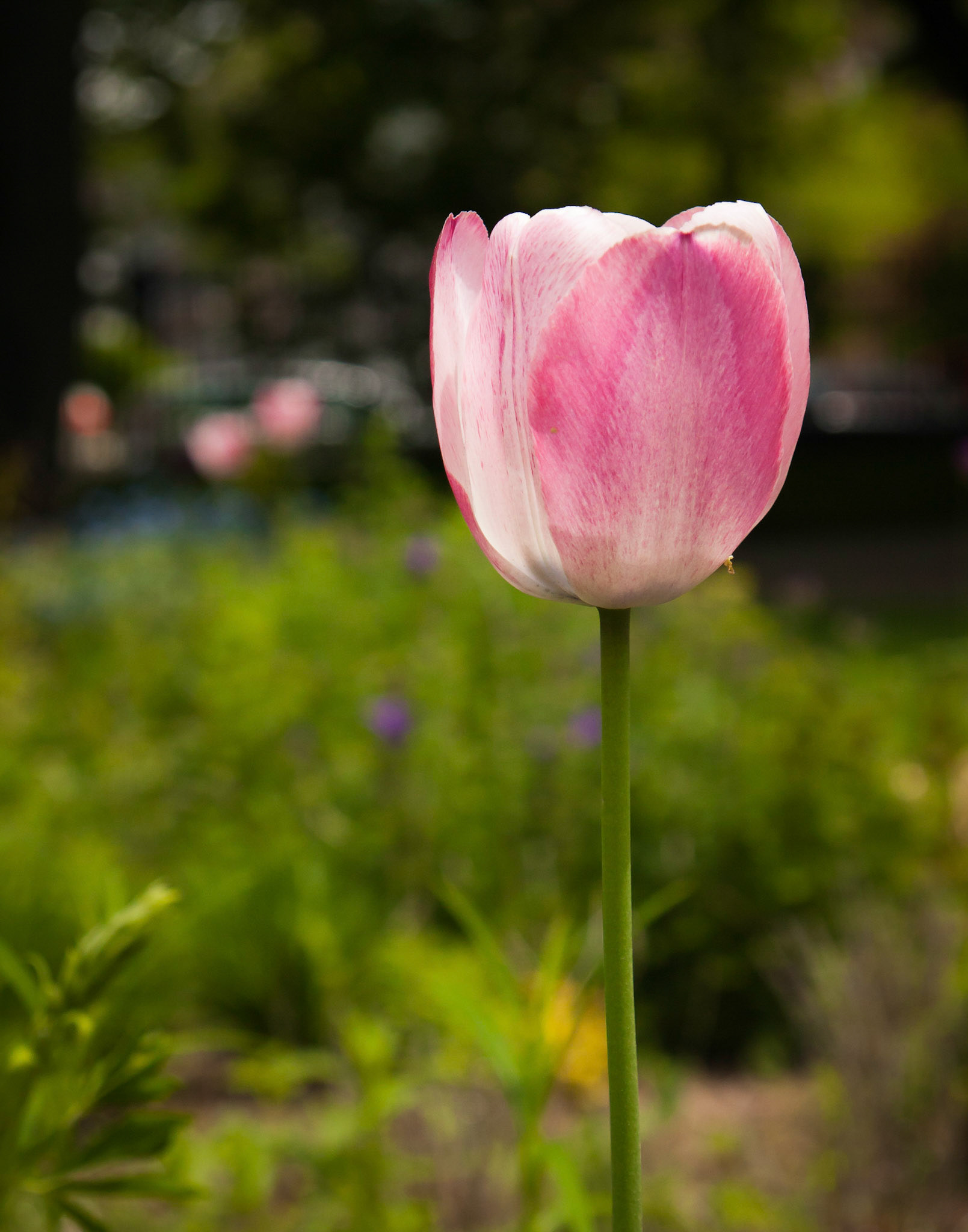 Pink Tulip