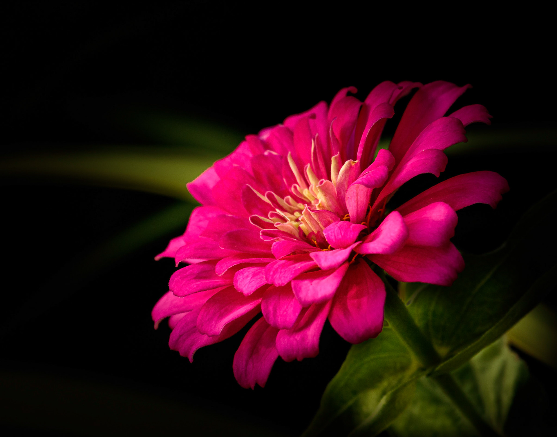 Fuscia Zinnia