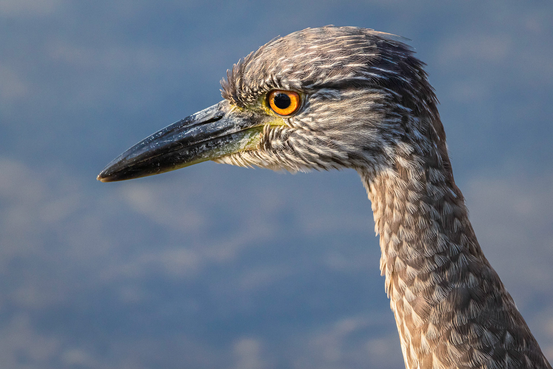 Juvenile Yellow-crowned Night Heron Up Close