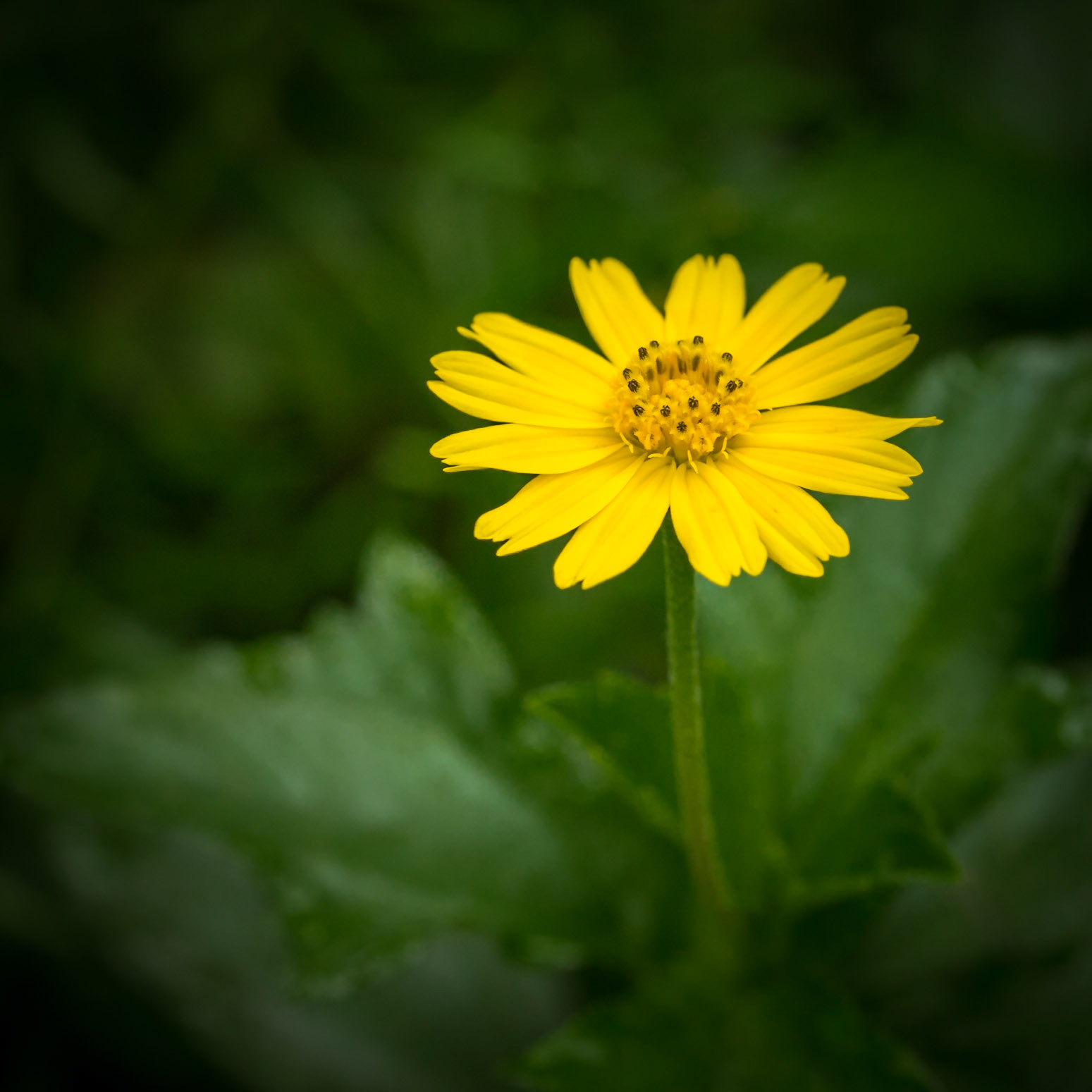 Yellow Flower