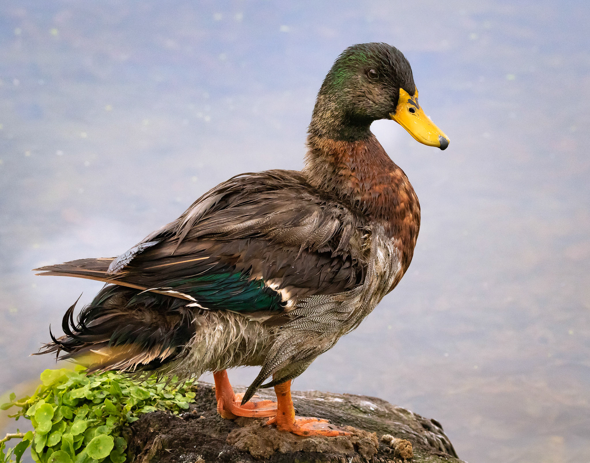 Mallard Duck