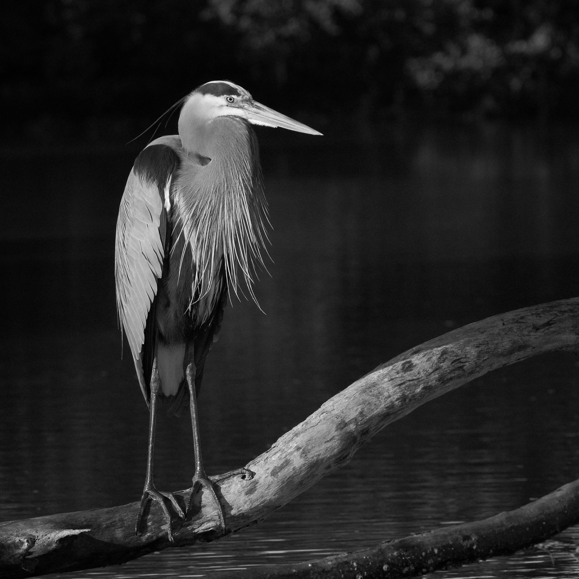 Great Blue Heron Perched