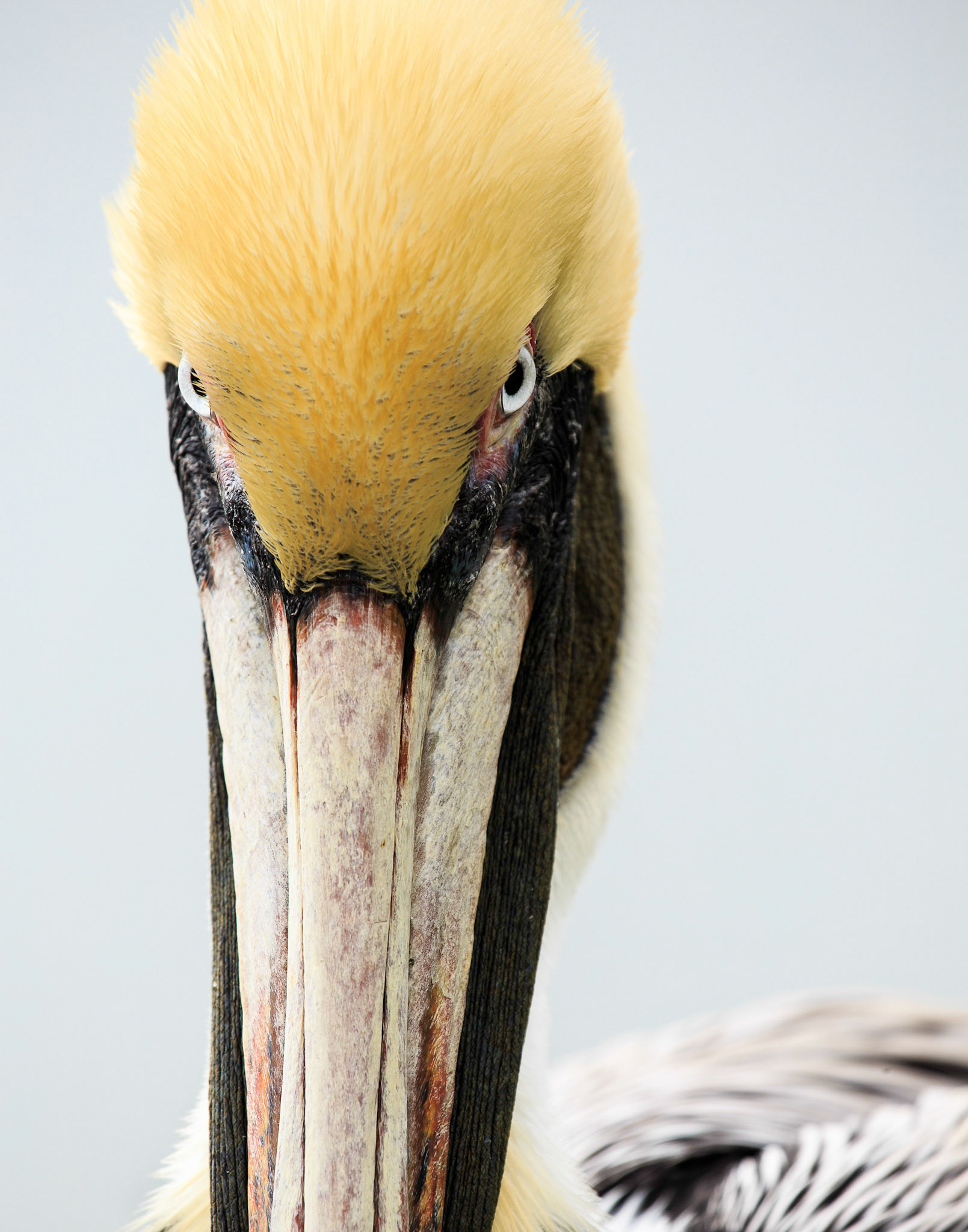 I'm Watchin' You! - Brown Pelican