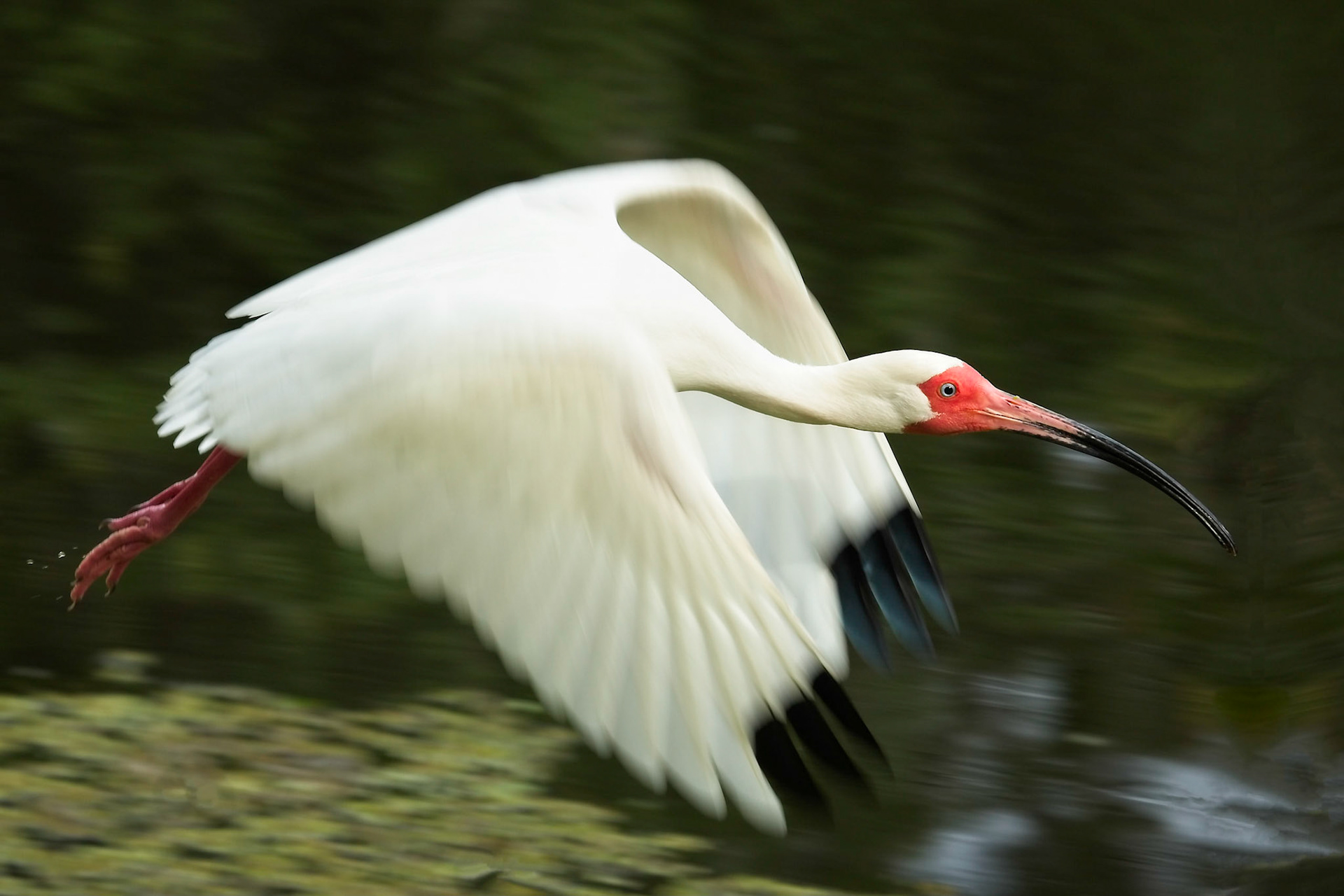 Ibis in Motion