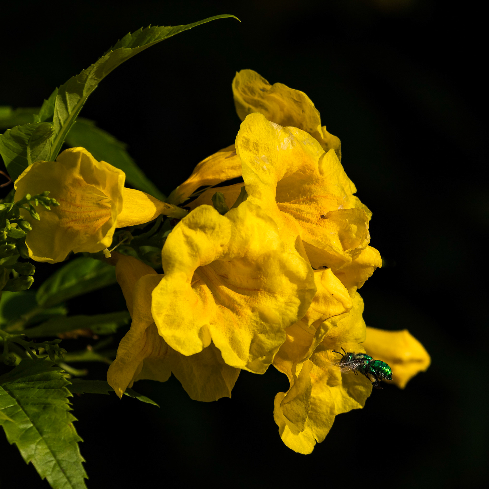 Bee on a Yellow Elder Flower
