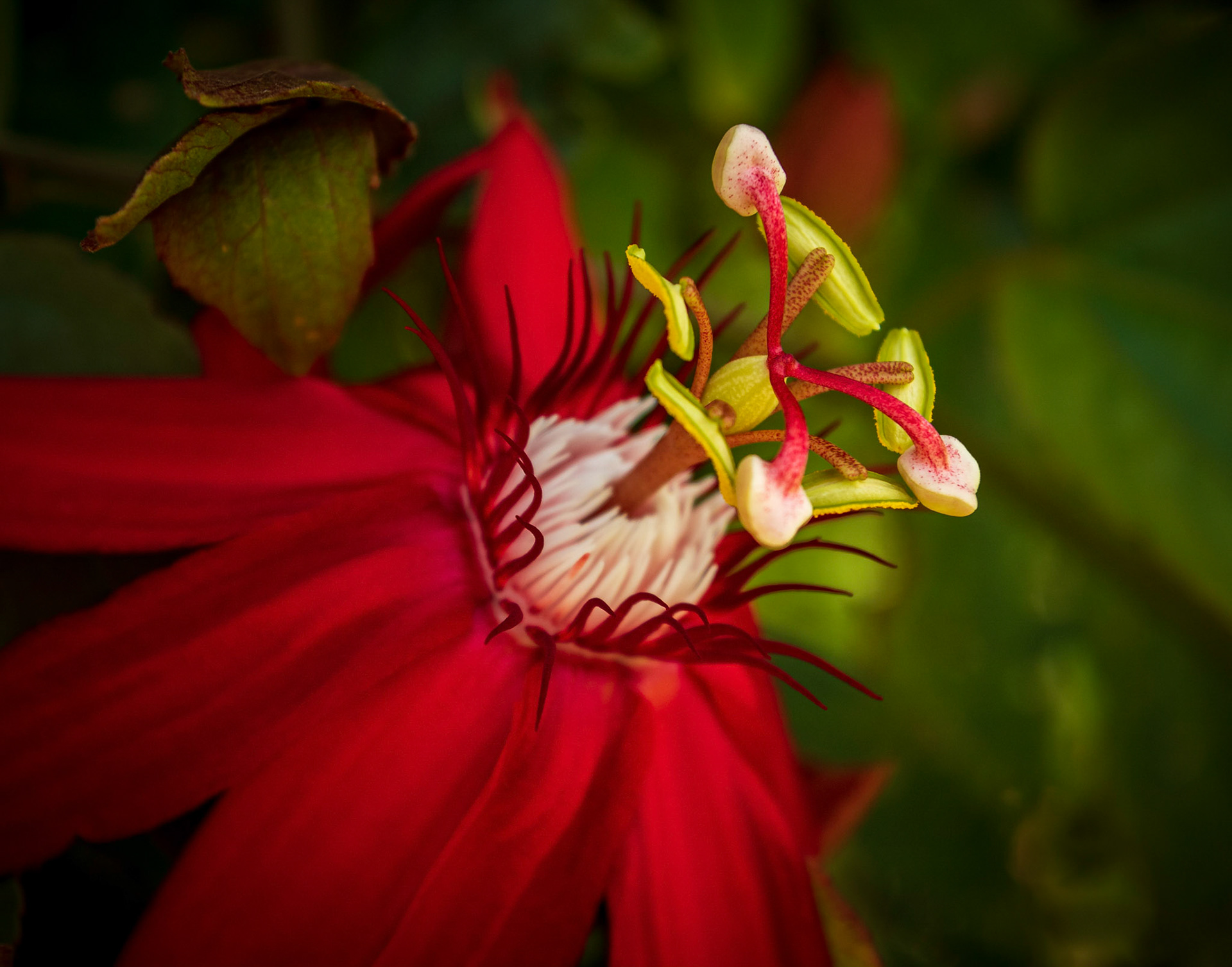 Passionflower