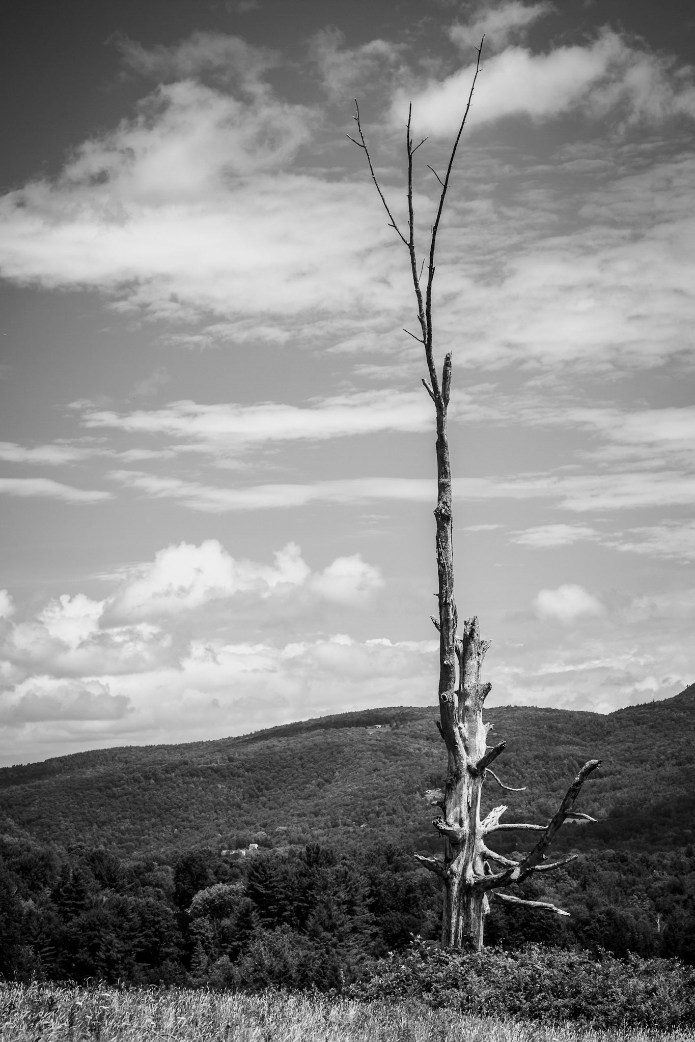 Alone -  Williamstown, MA