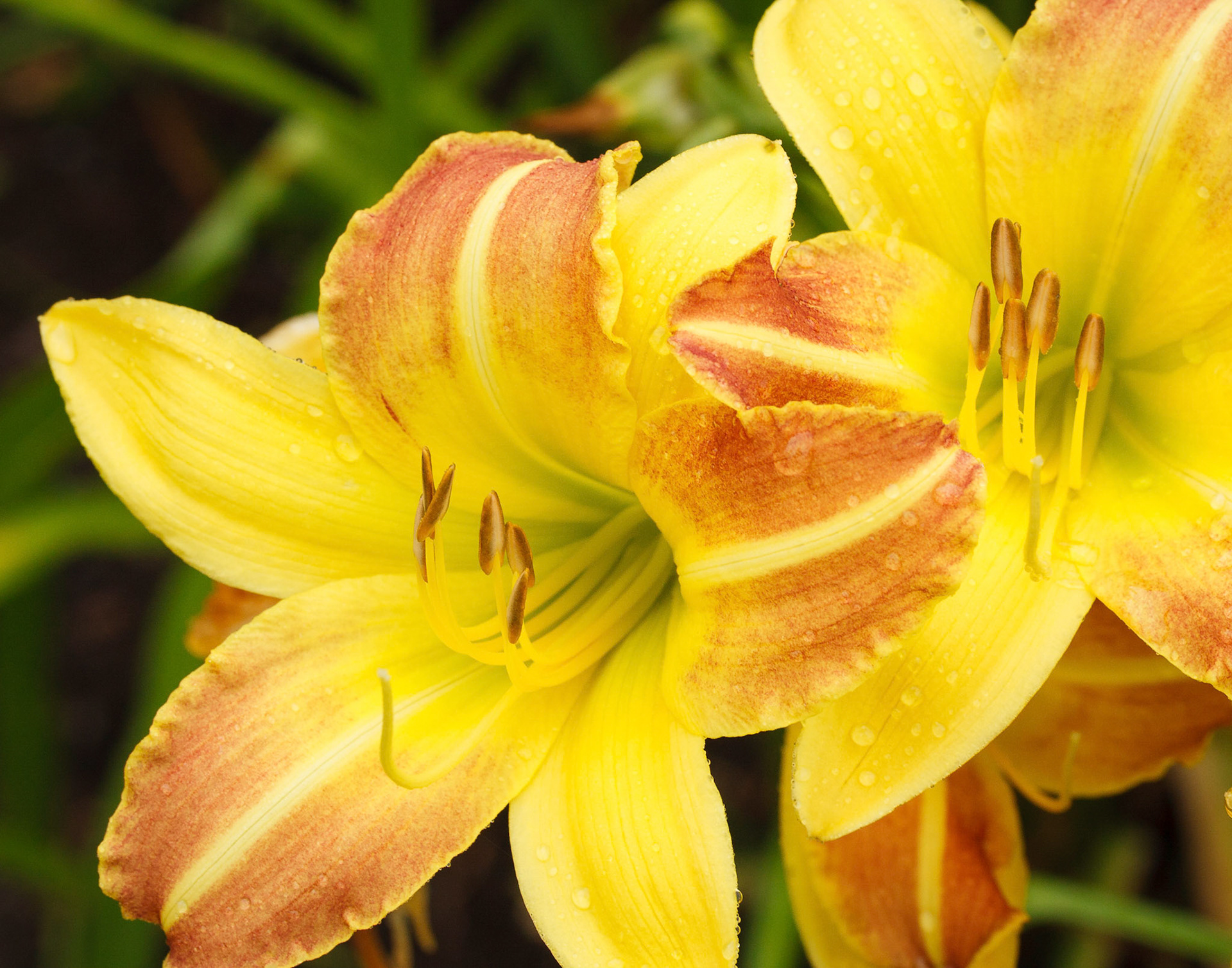 Daylillies
