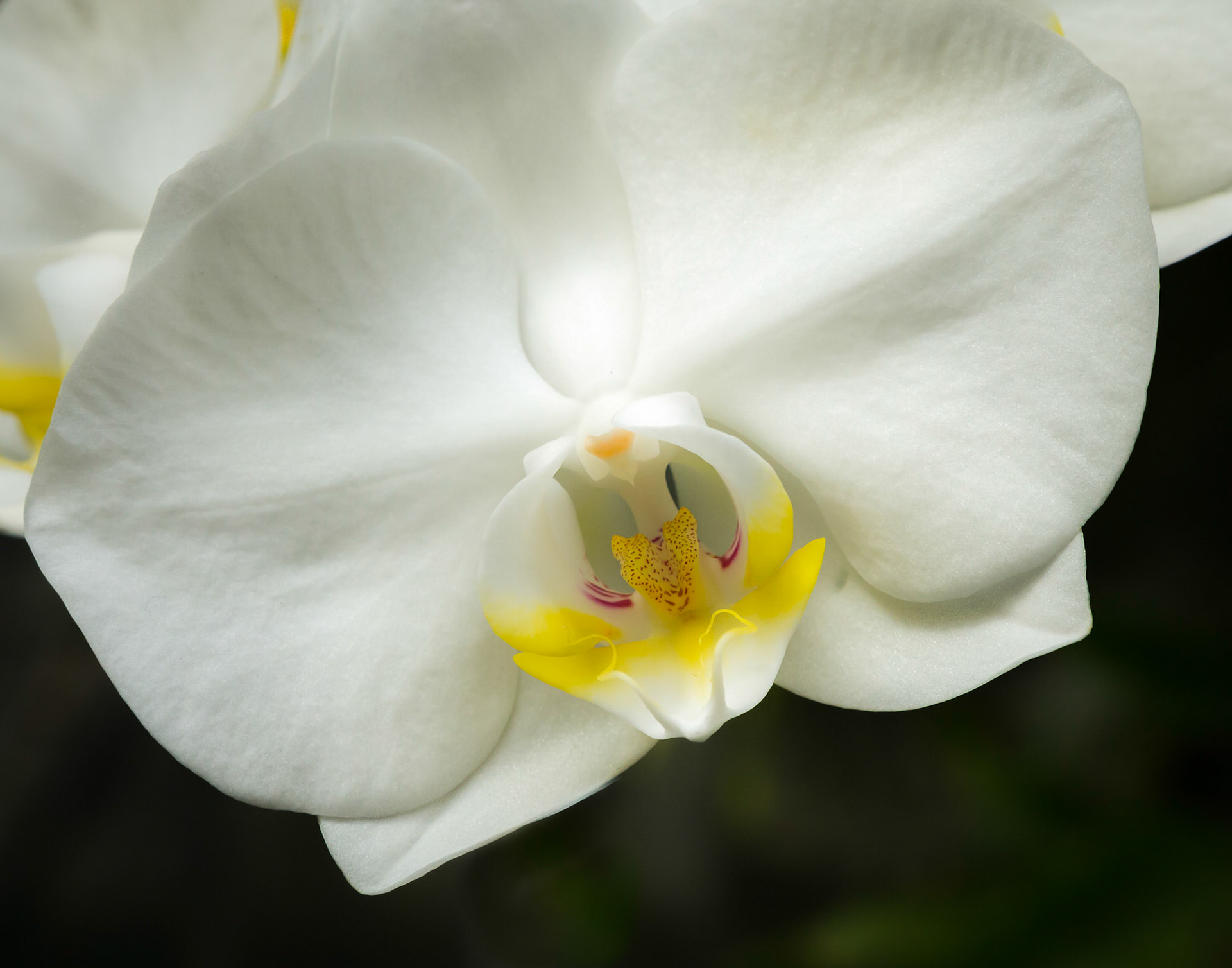 White Orchid